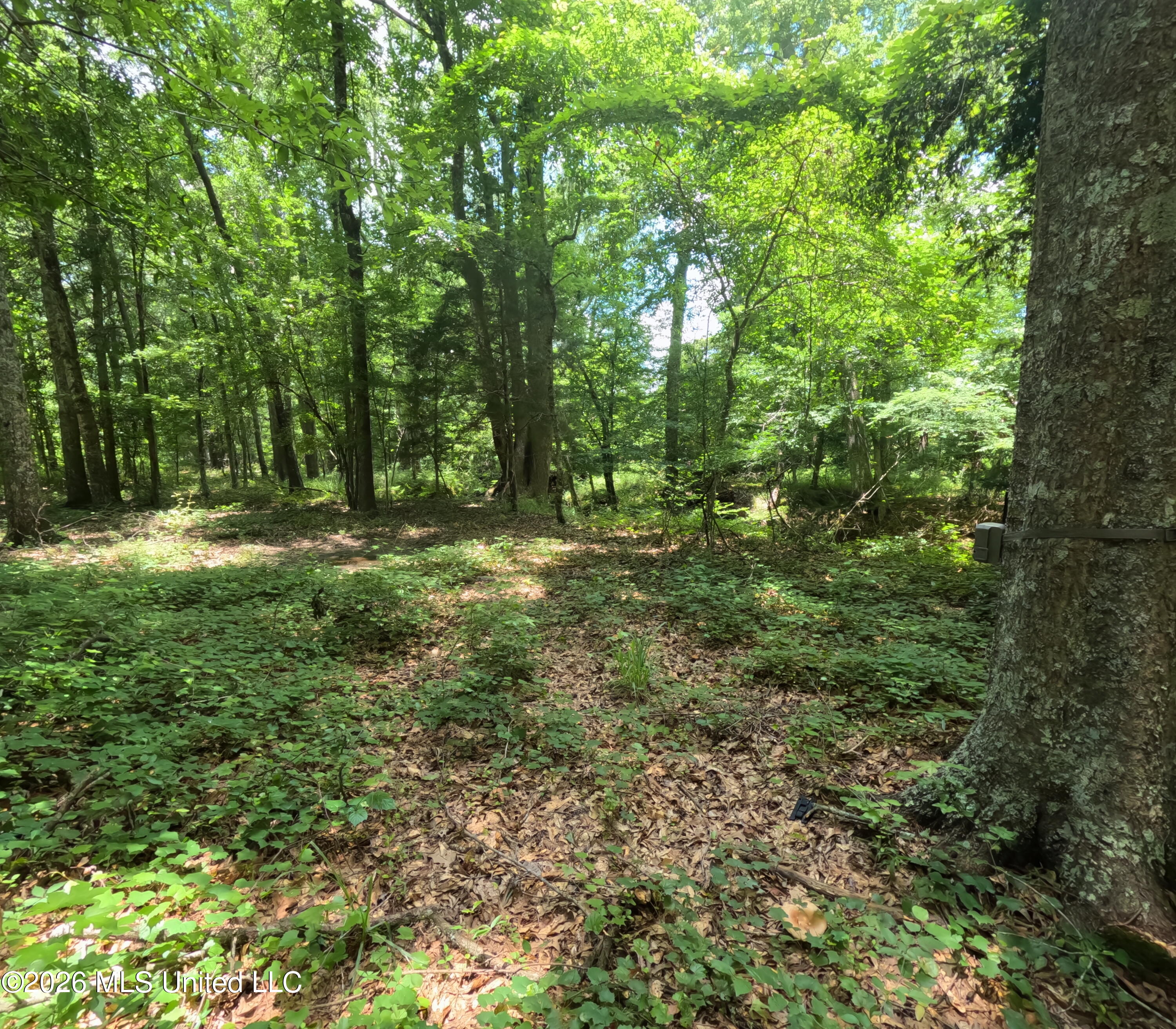 Old Port Gibson/cook Road Property Photo 31