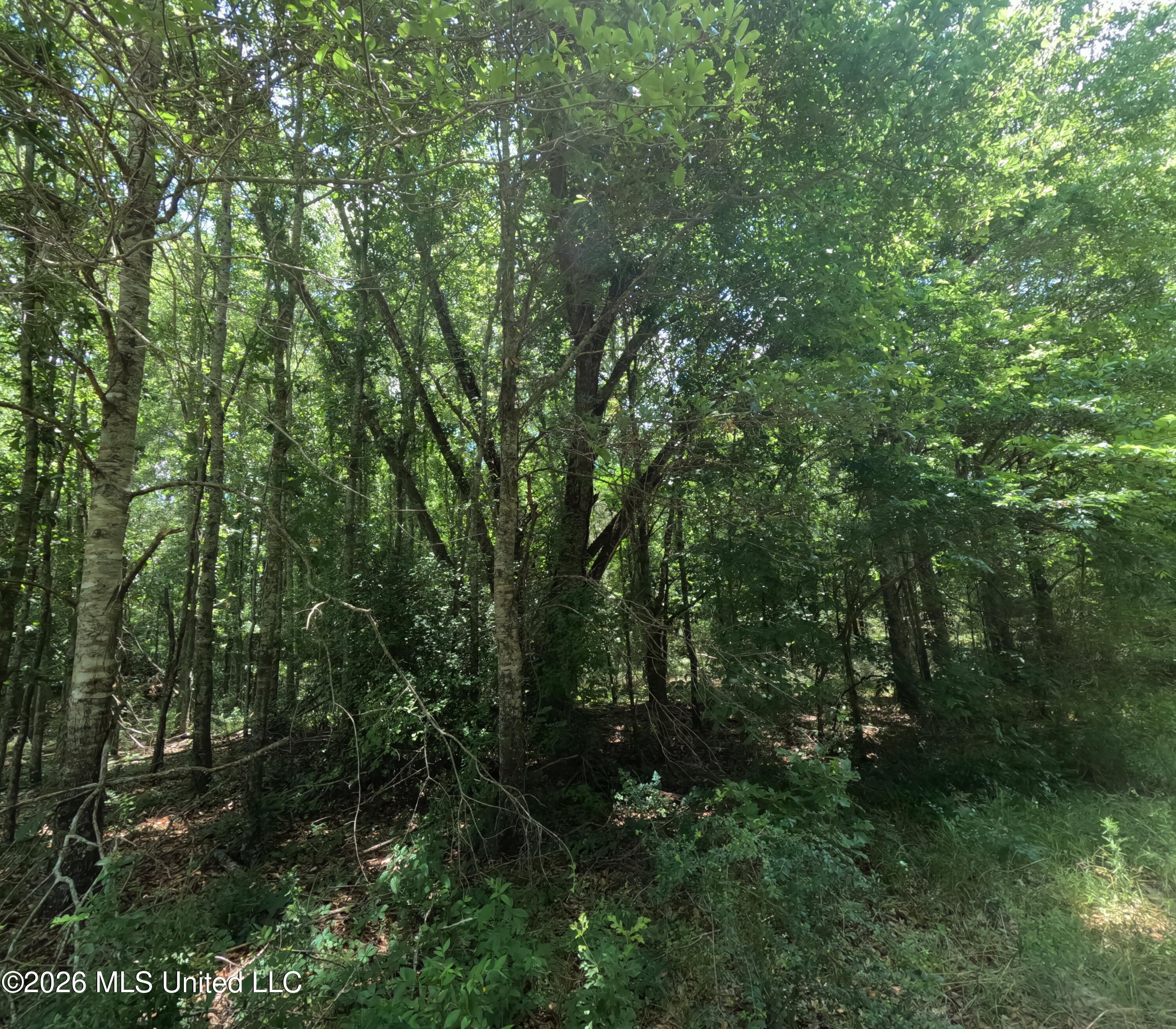 Old Port Gibson/cook Road Property Photo 36