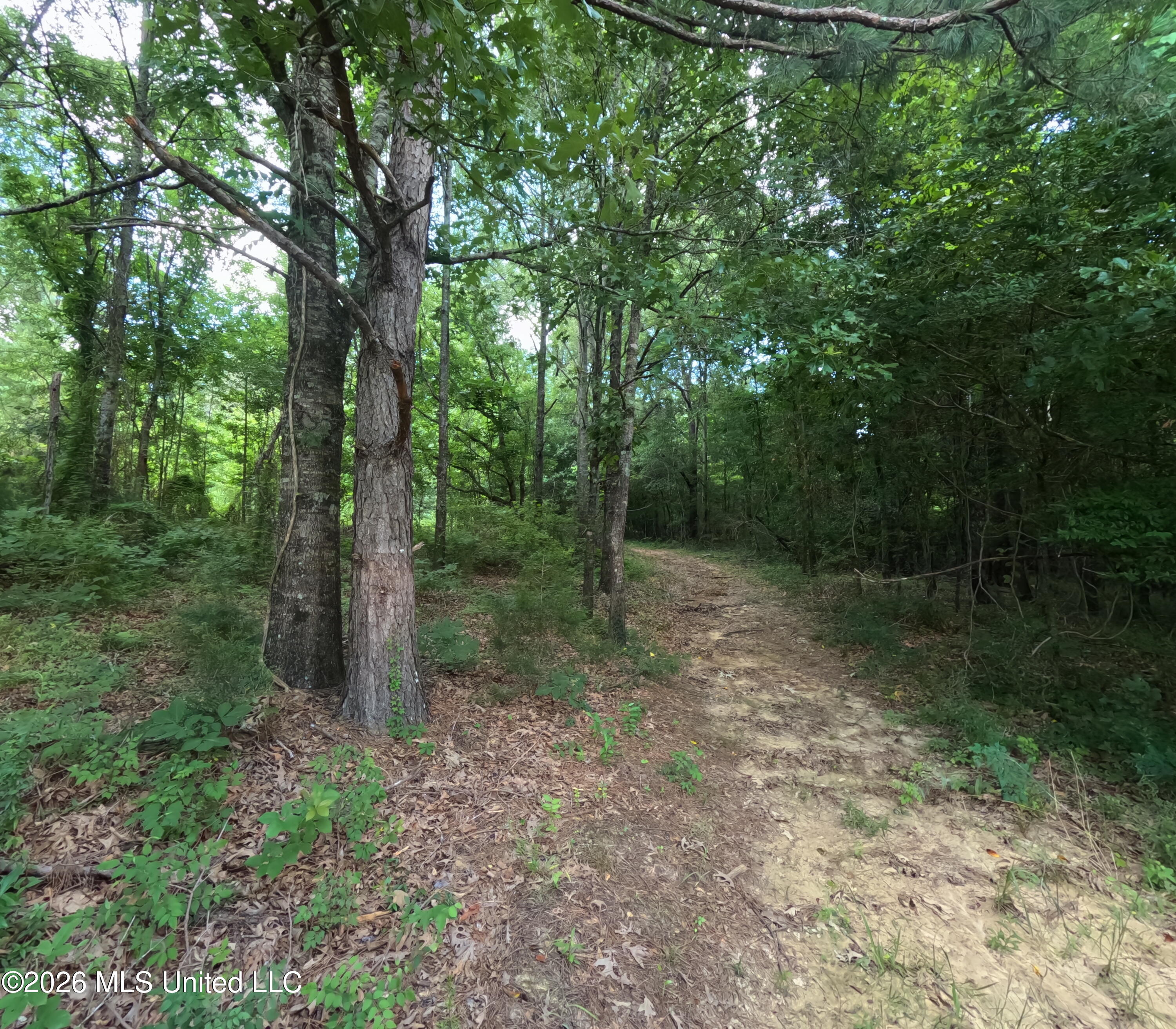 Old Port Gibson/cook Road Property Photo 39