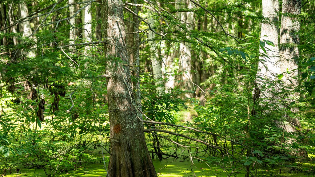 0 Dawson Road Property Photo 33