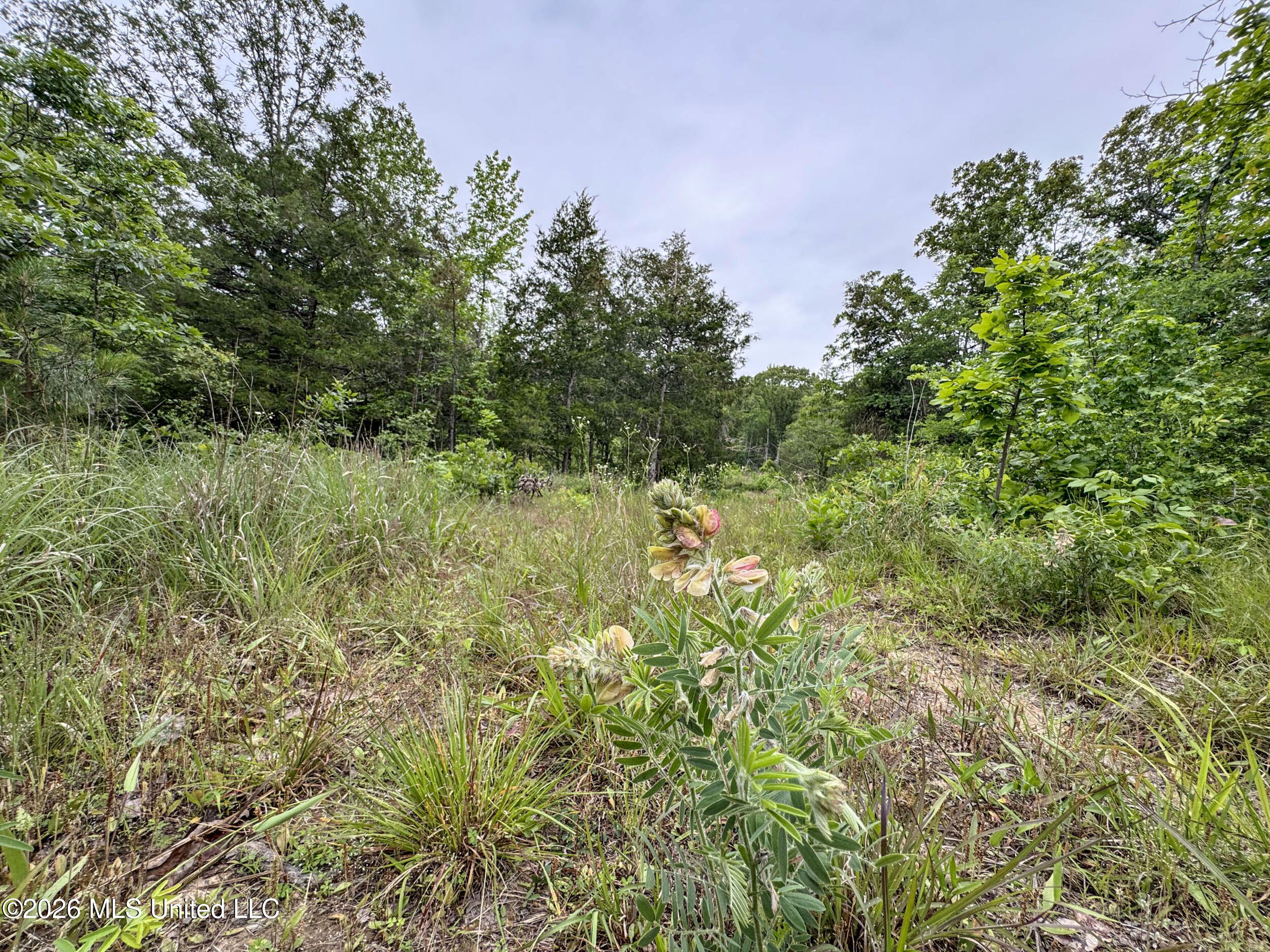 Wayne Massie Road Property Photo 85