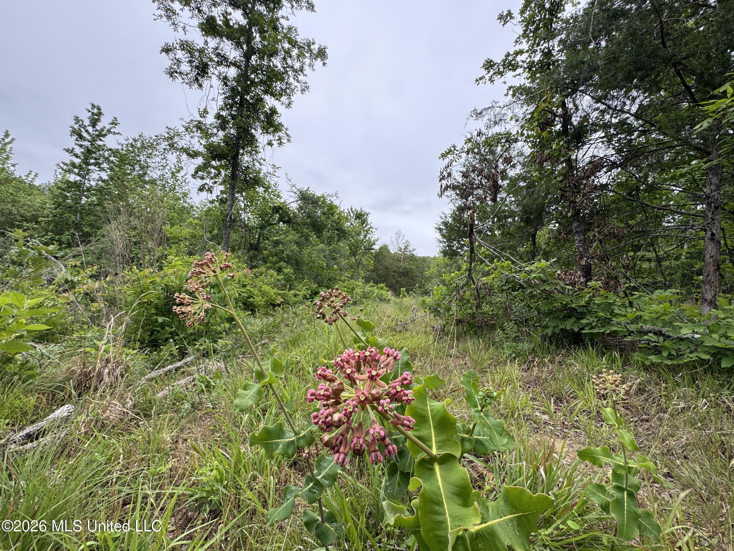 Wayne Massie Road Property Photo 87