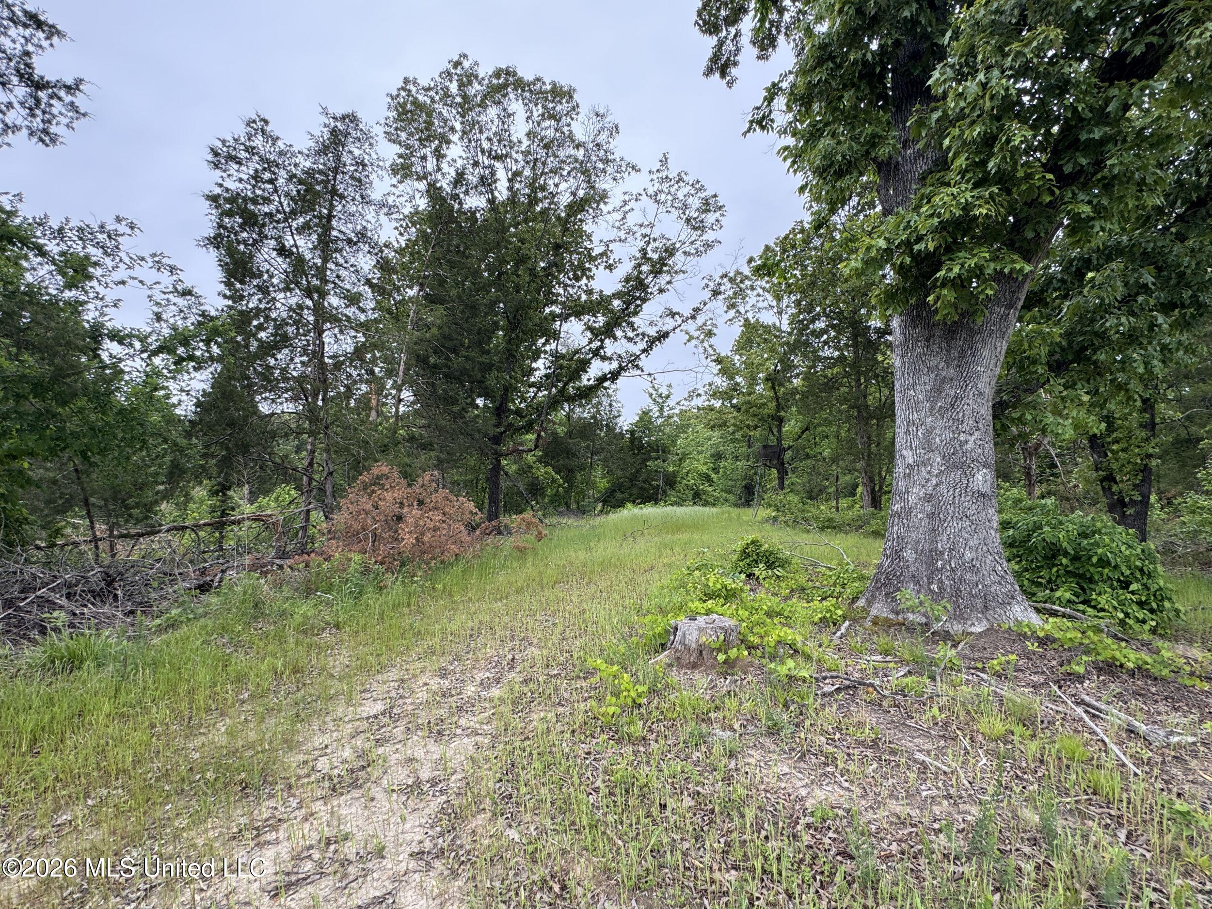 Wayne Massie Road Property Photo 89