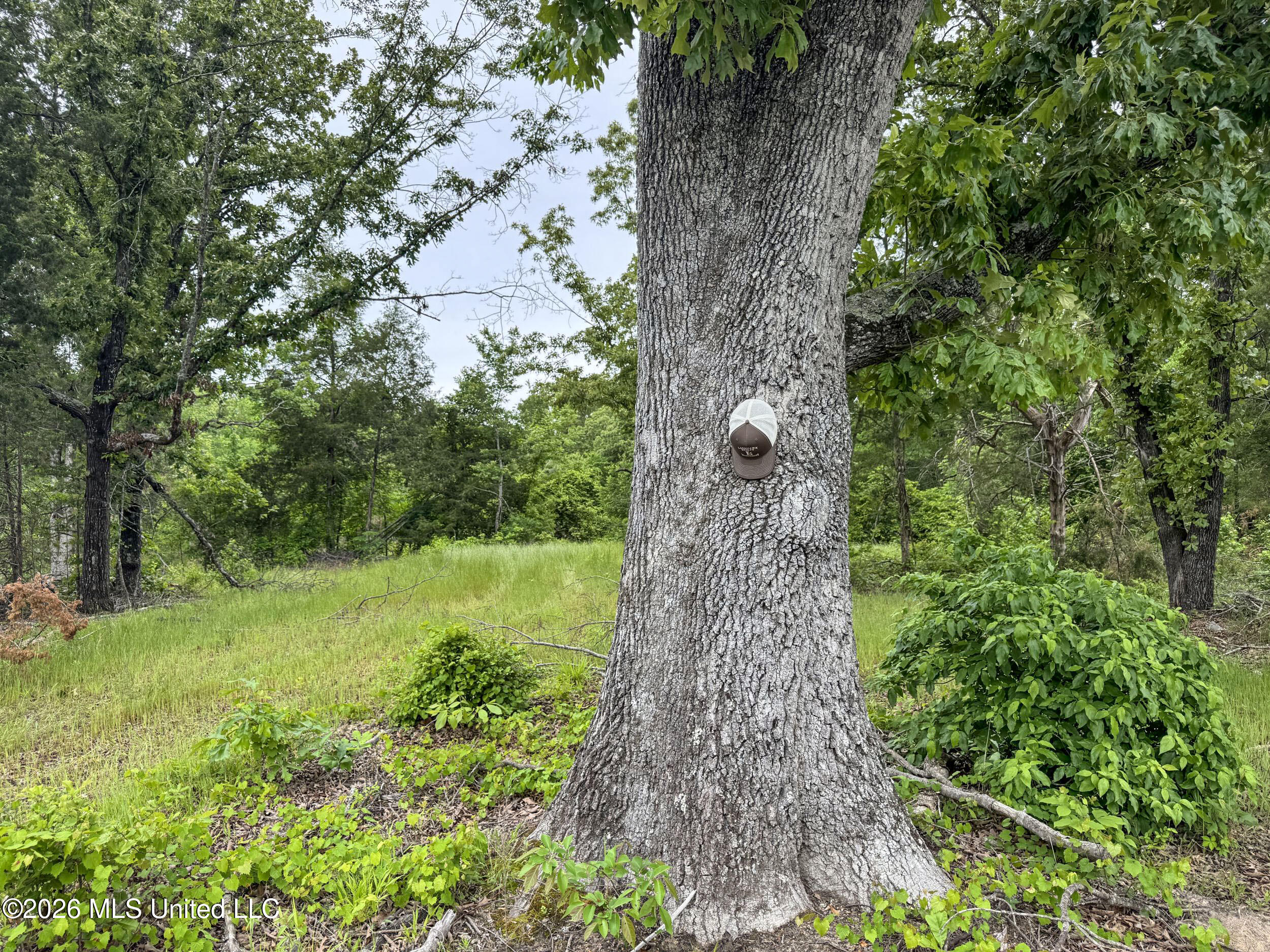 Wayne Massie Road Property Photo 106