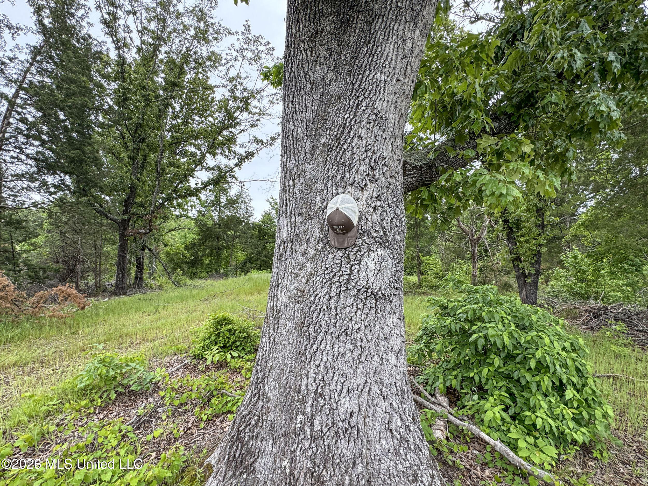 Wayne Massie Road Property Photo 107