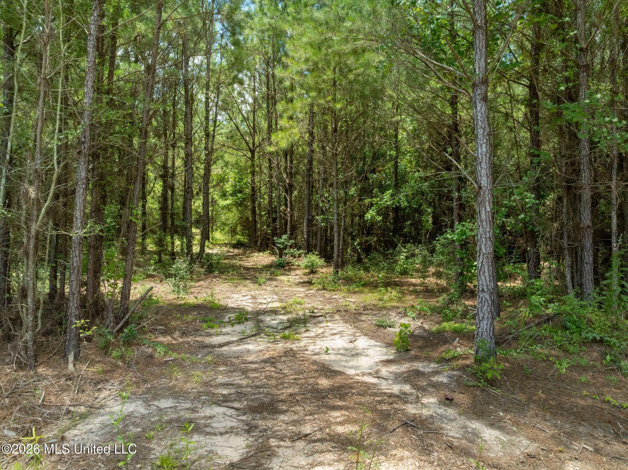 31 Acres Ridgeland Road Property Photo 10