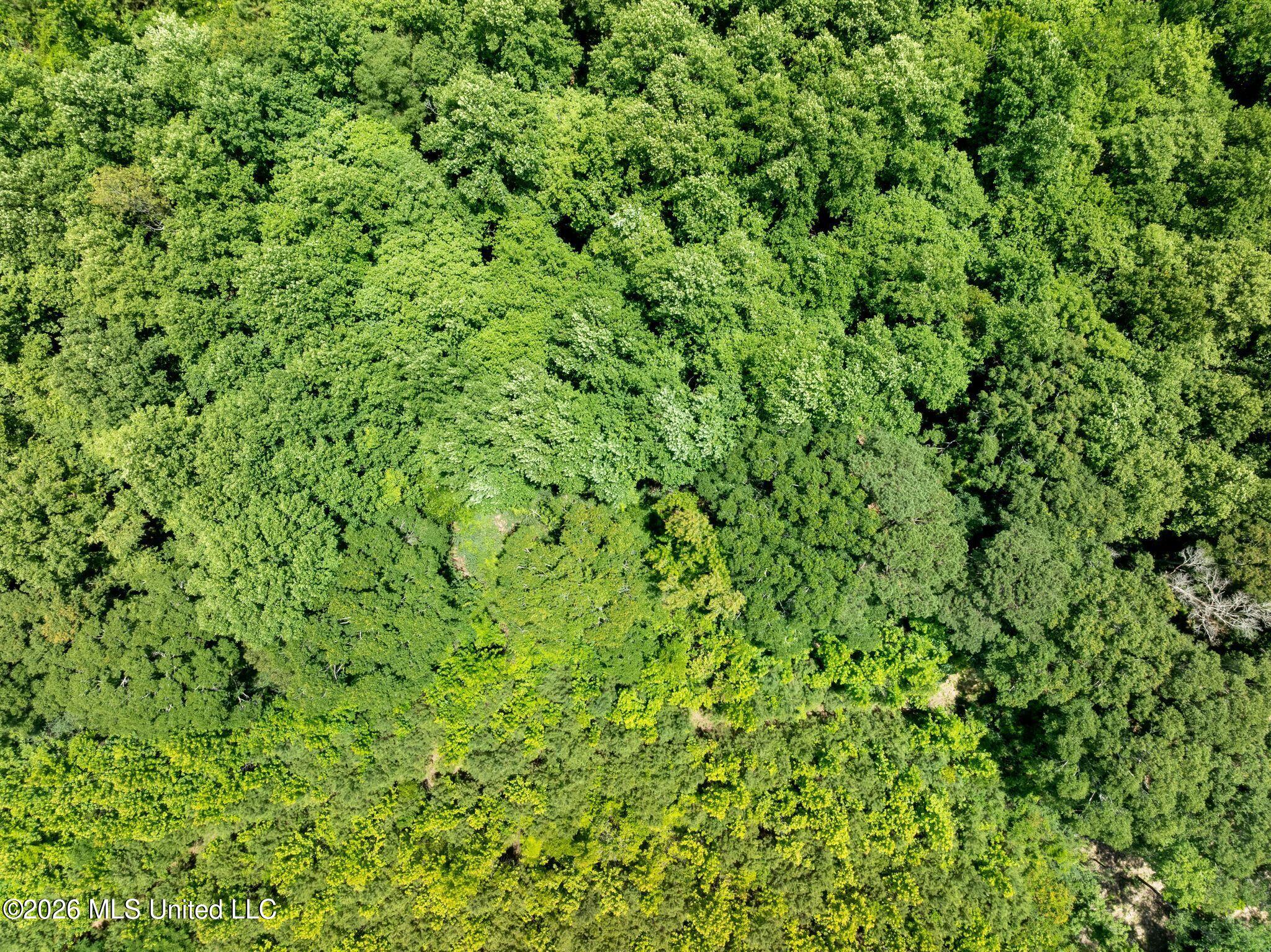 31 Acres Ridgeland Road Property Photo 14