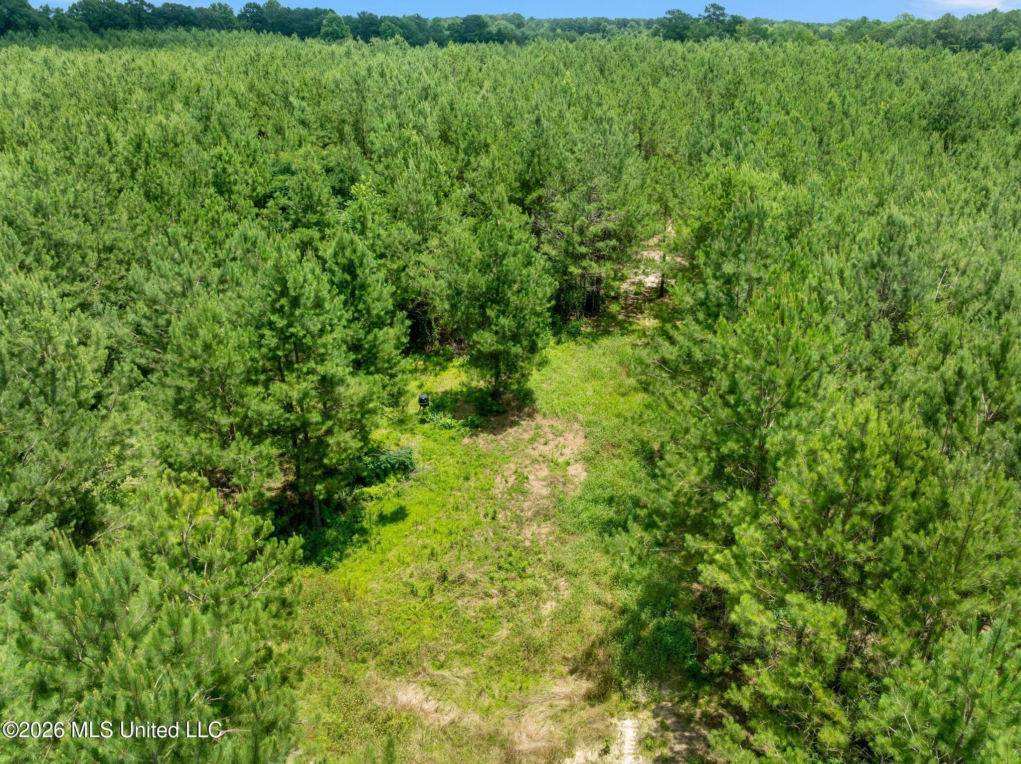 31 Acres Ridgeland Road Property Photo 15