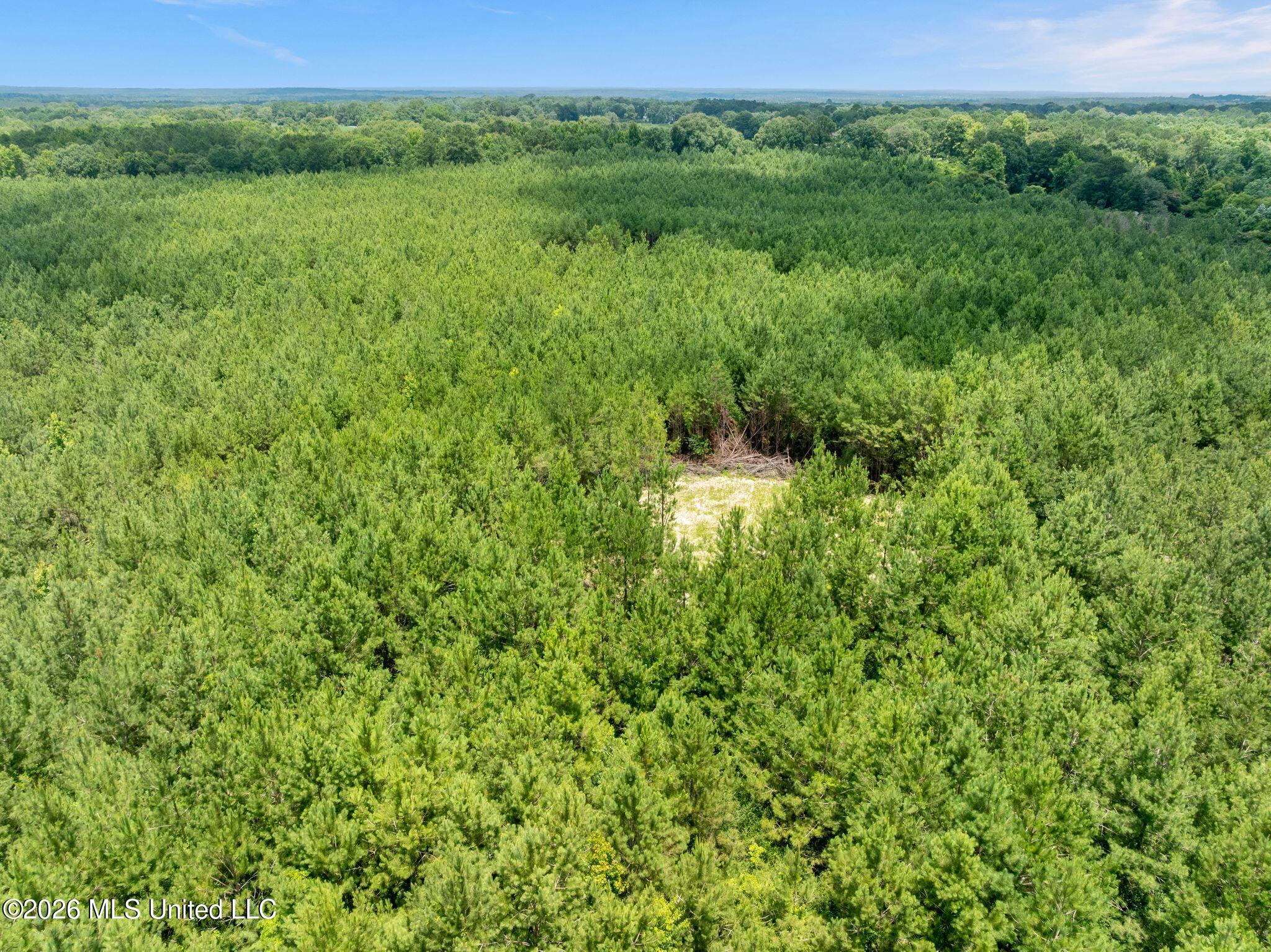 31 Acres Ridgeland Road Property Photo 17