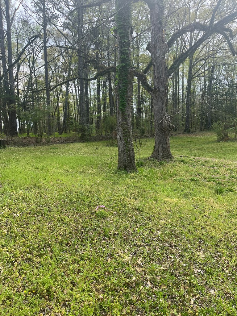 1433 Sam Mcneil Lane Property Photo 4