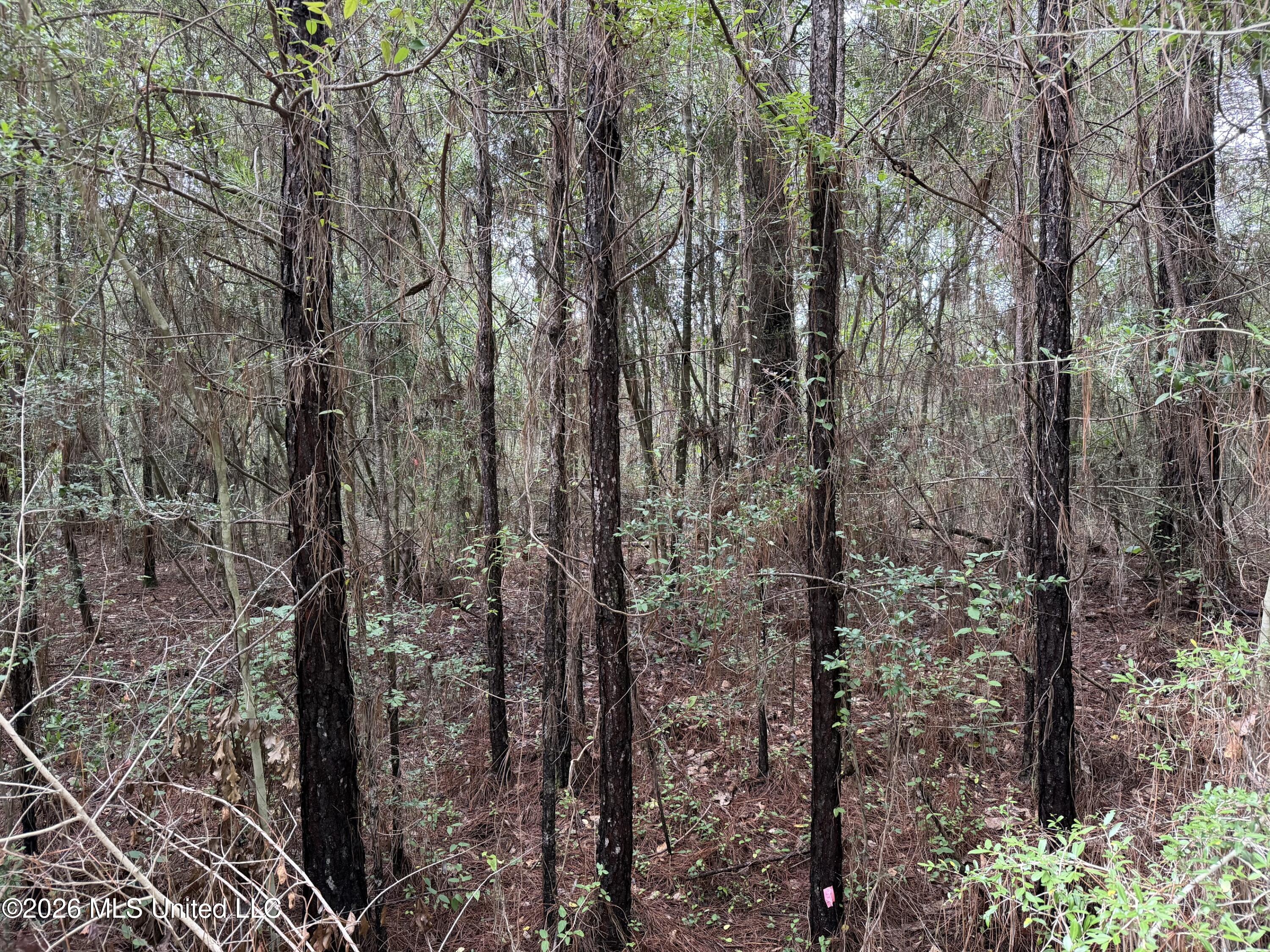 Misty Lane Property Photo 3