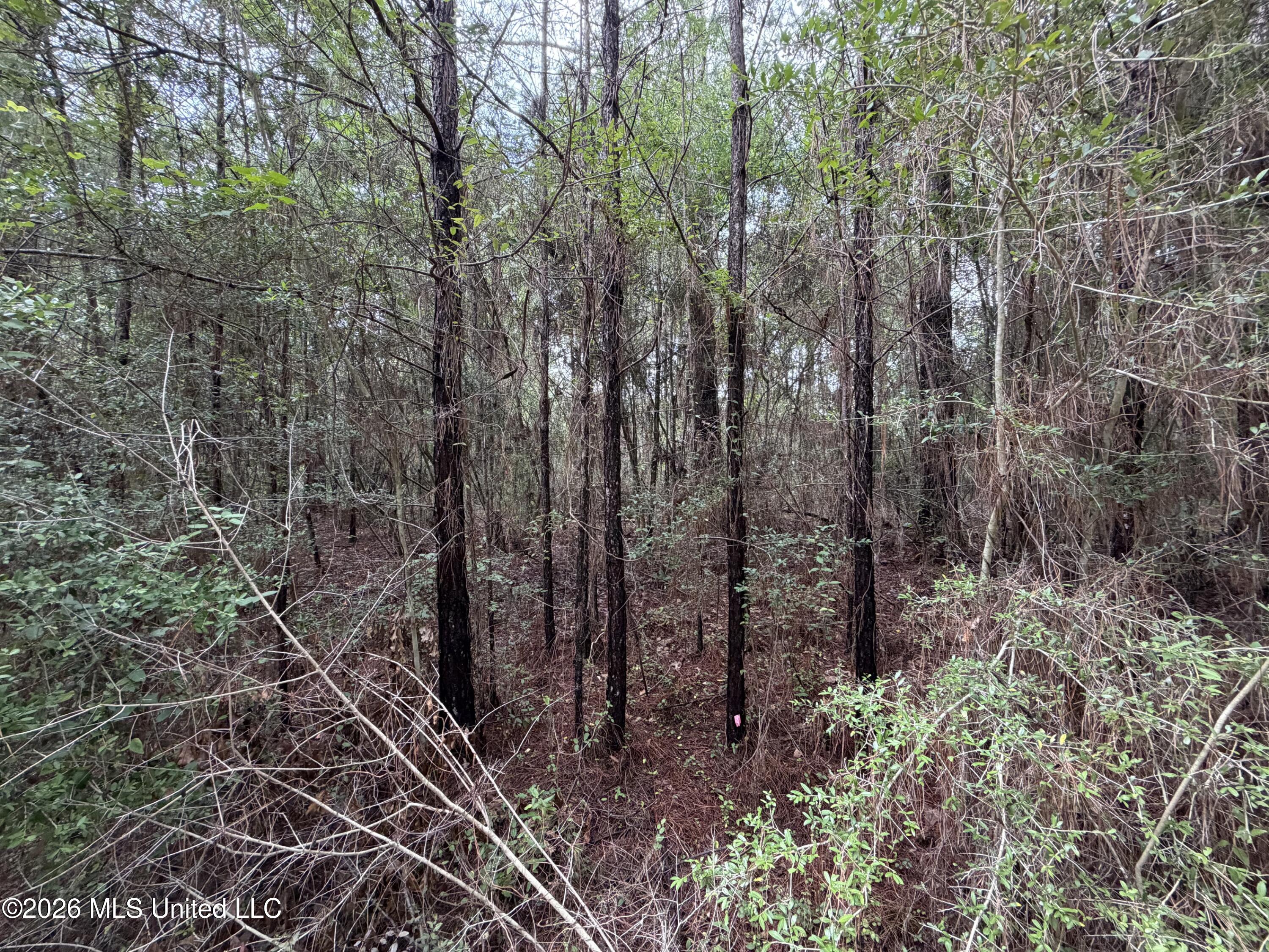 Misty Lane Property Photo 4