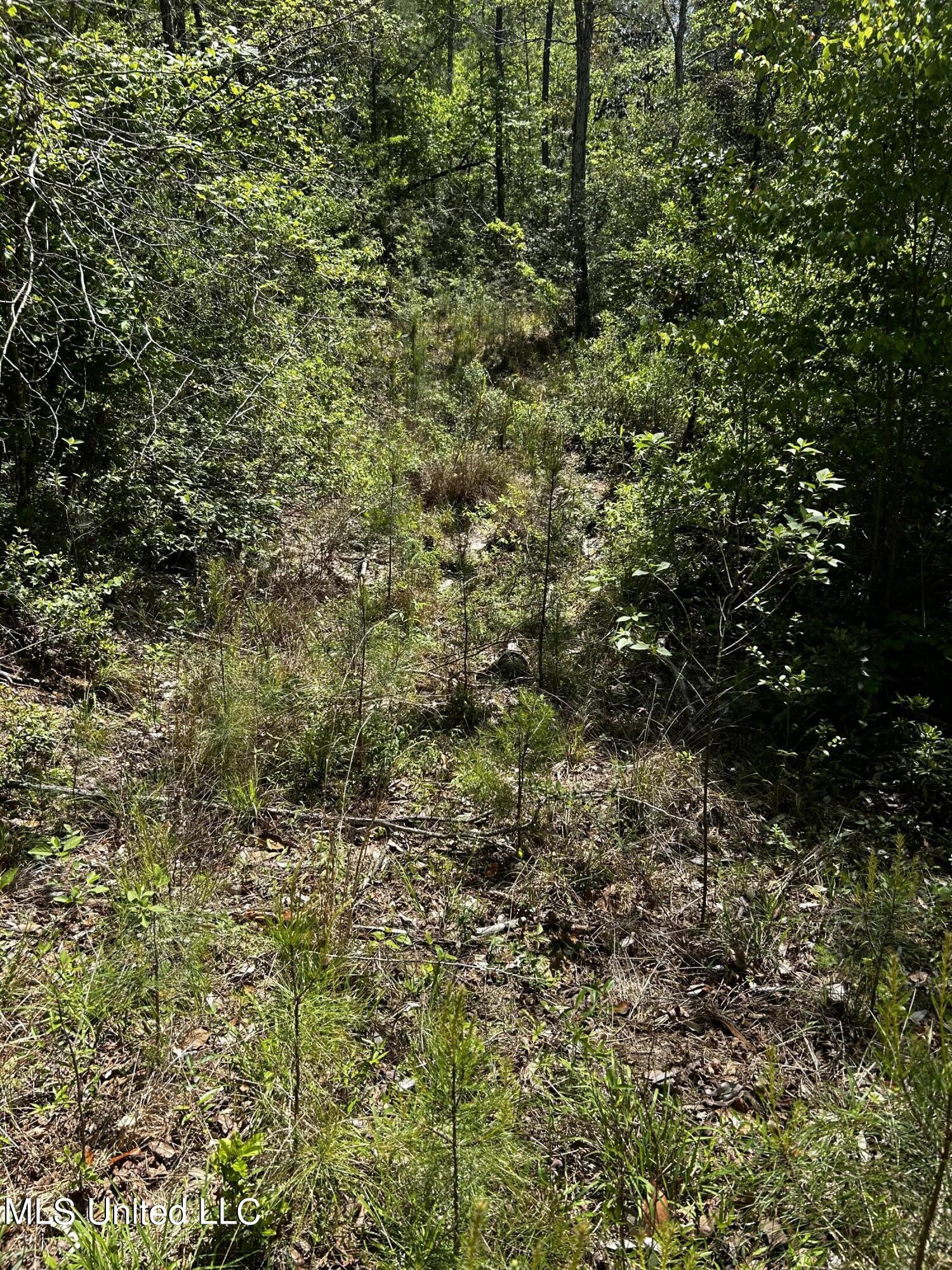 92.4 Acres Crossroads Merrill Rd. Property Photo 4