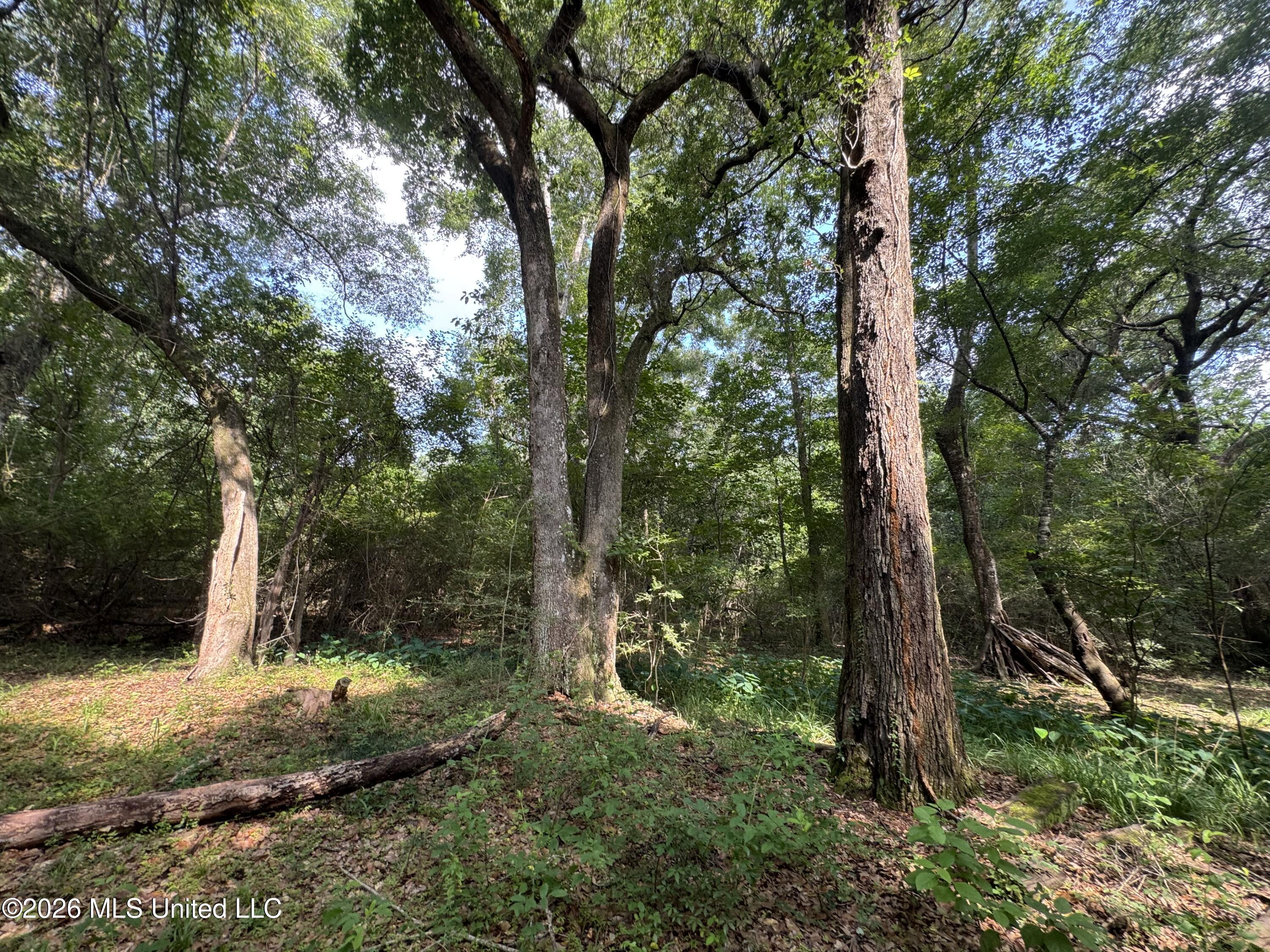 2980 Dwyer Branch Road Property Photo 13