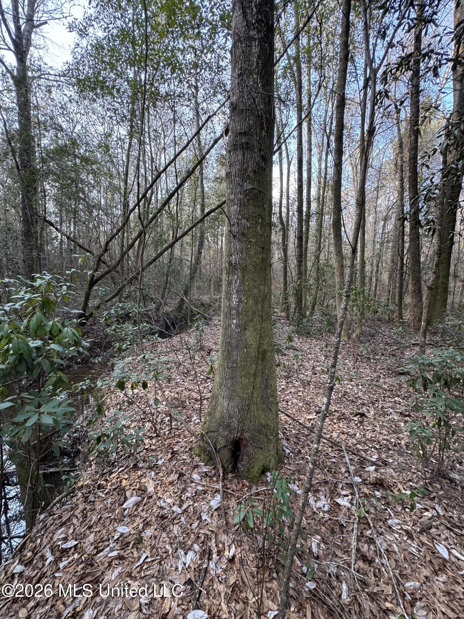 Mississippi 42 Property Photo 13