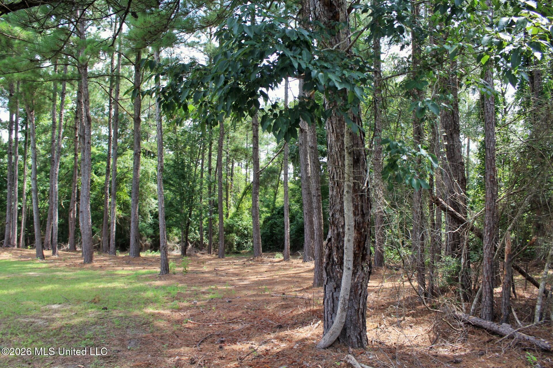 3.9ac Little Bluff Drive Property Photo 3