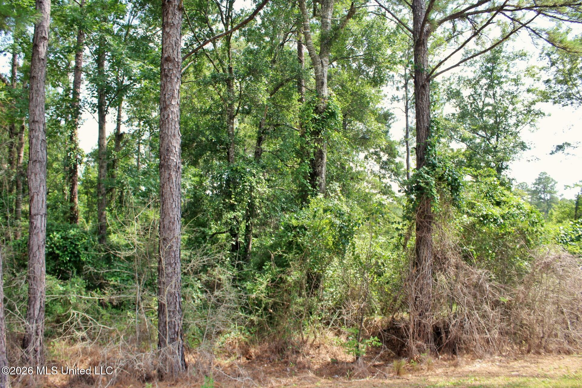 3.9ac Little Bluff Drive Property Photo 5