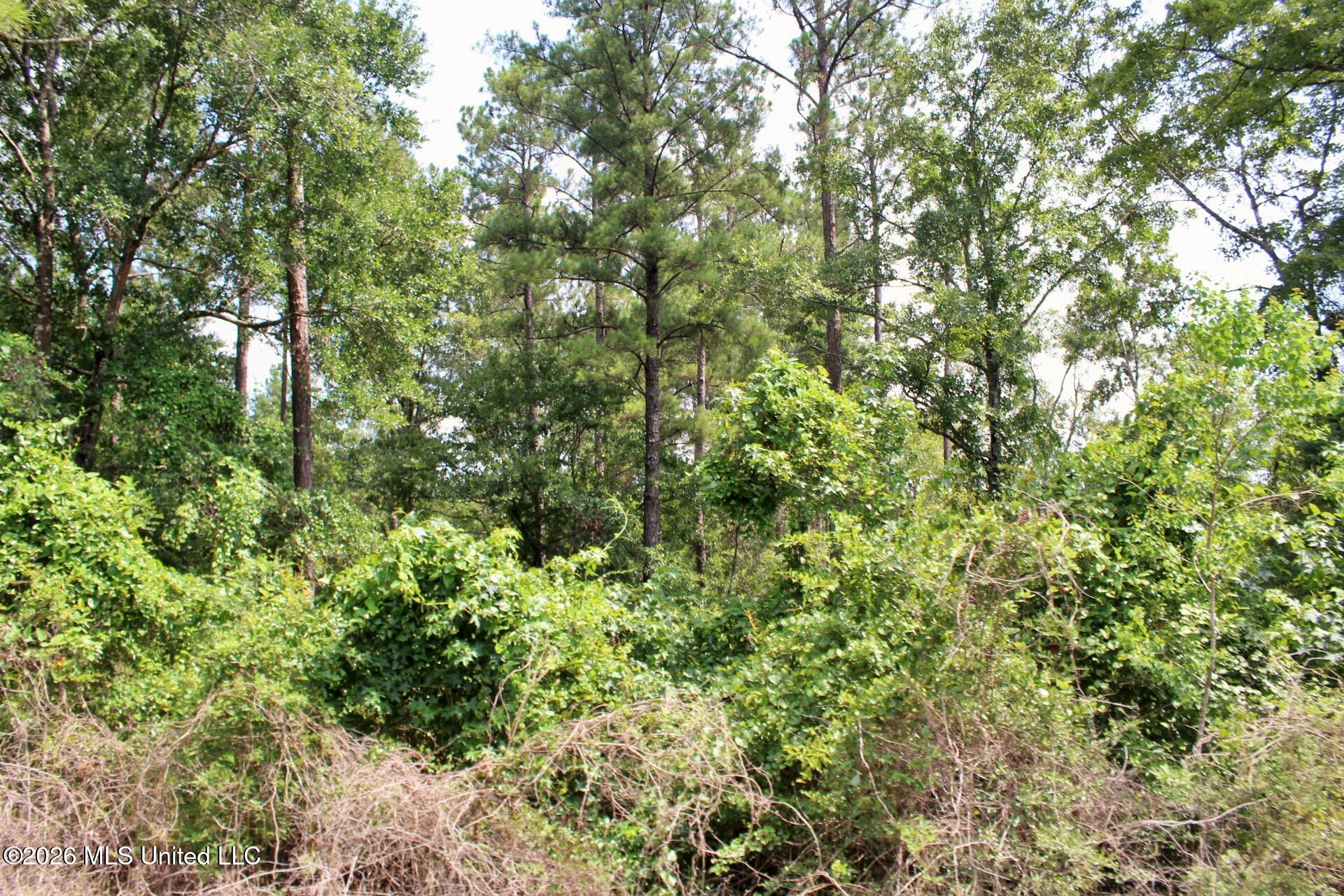 3.9ac Little Bluff Drive Property Photo 7