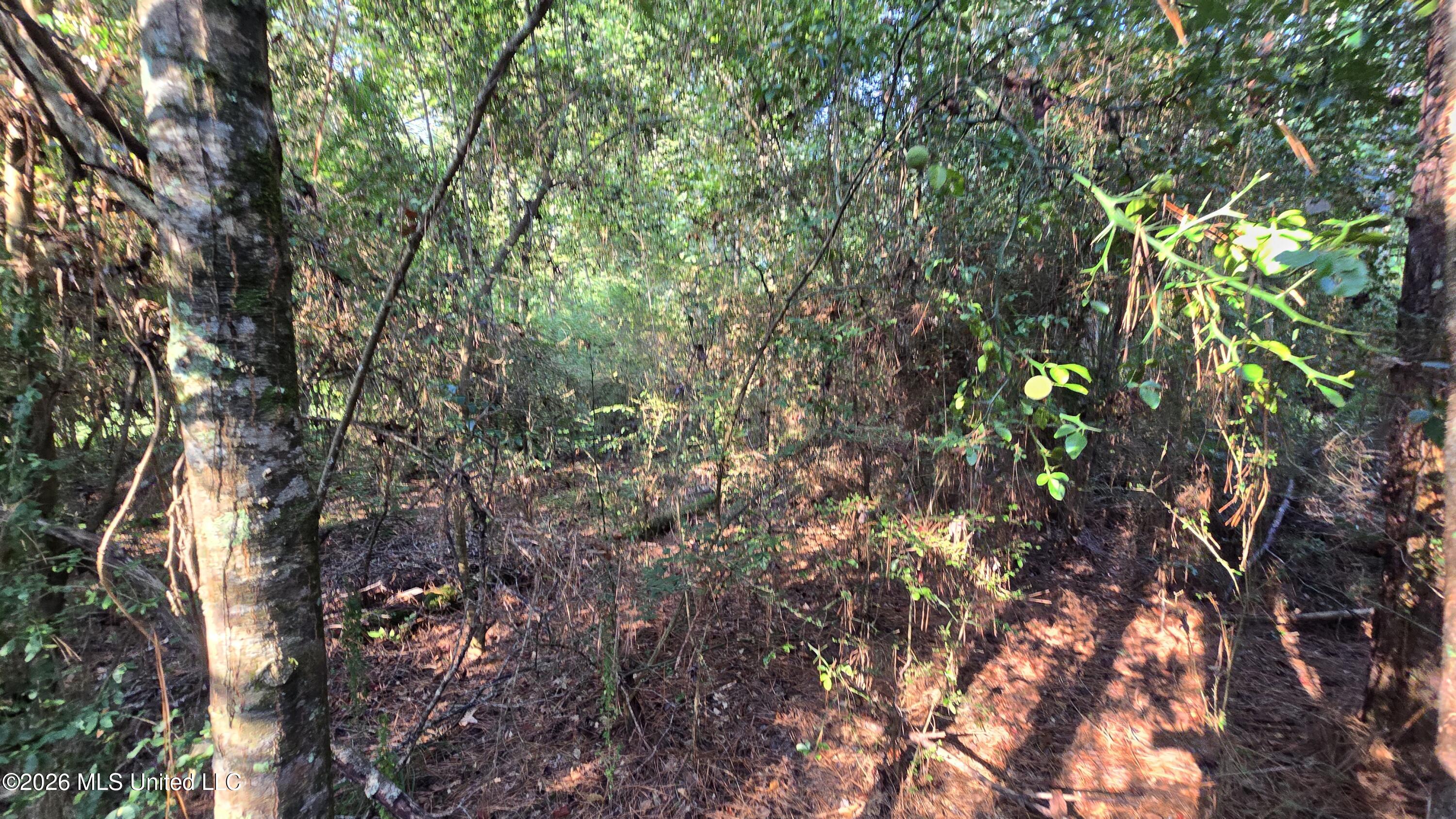 Carolina Street Property Photo 2