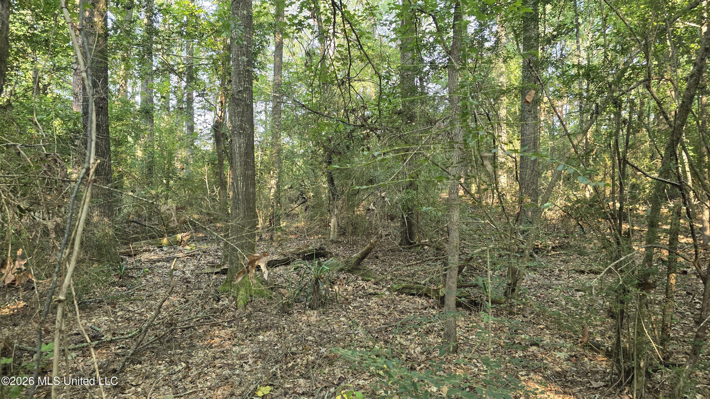 Carolina Street Property Photo 3