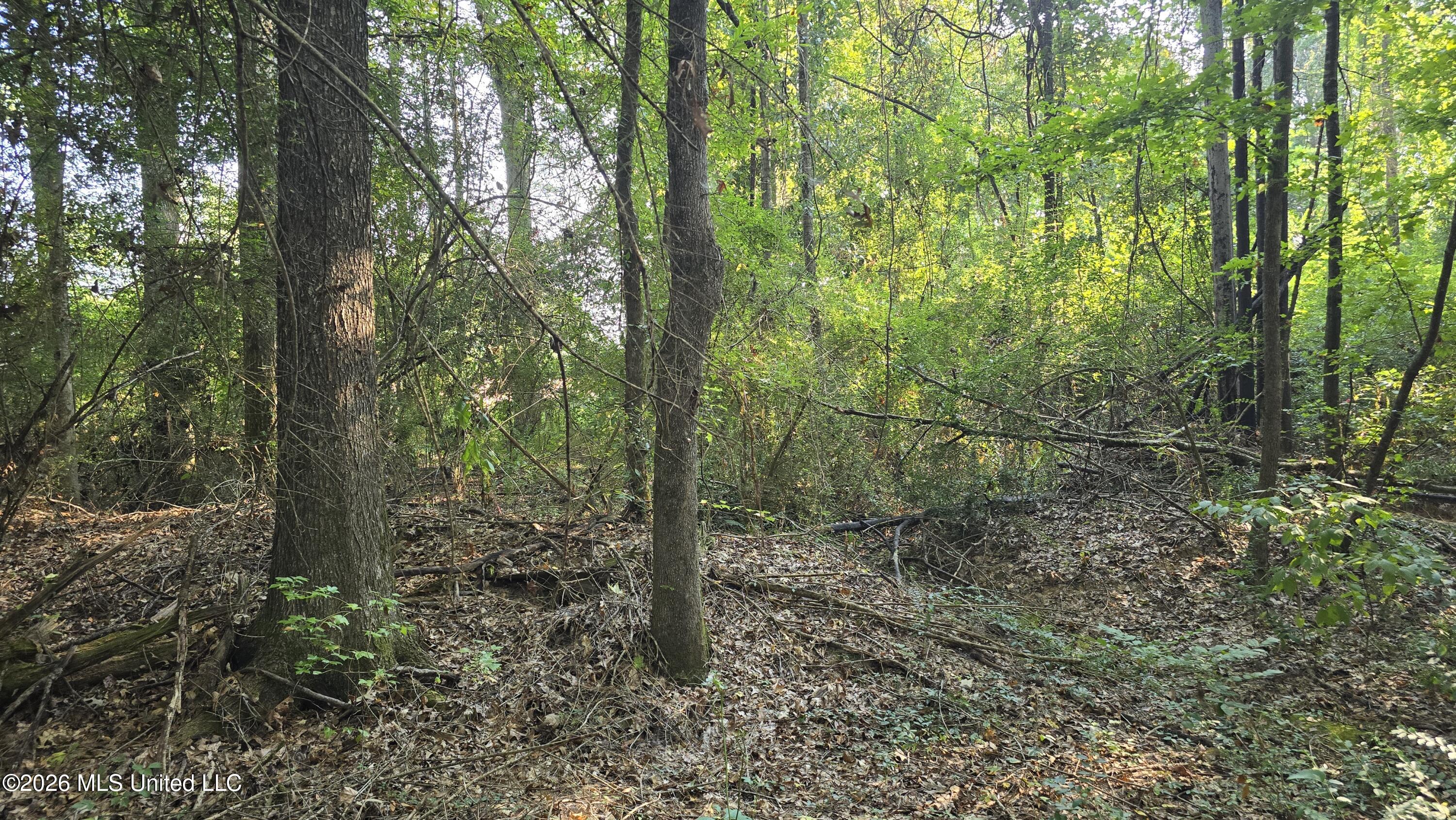 Carolina Street Property Photo 4