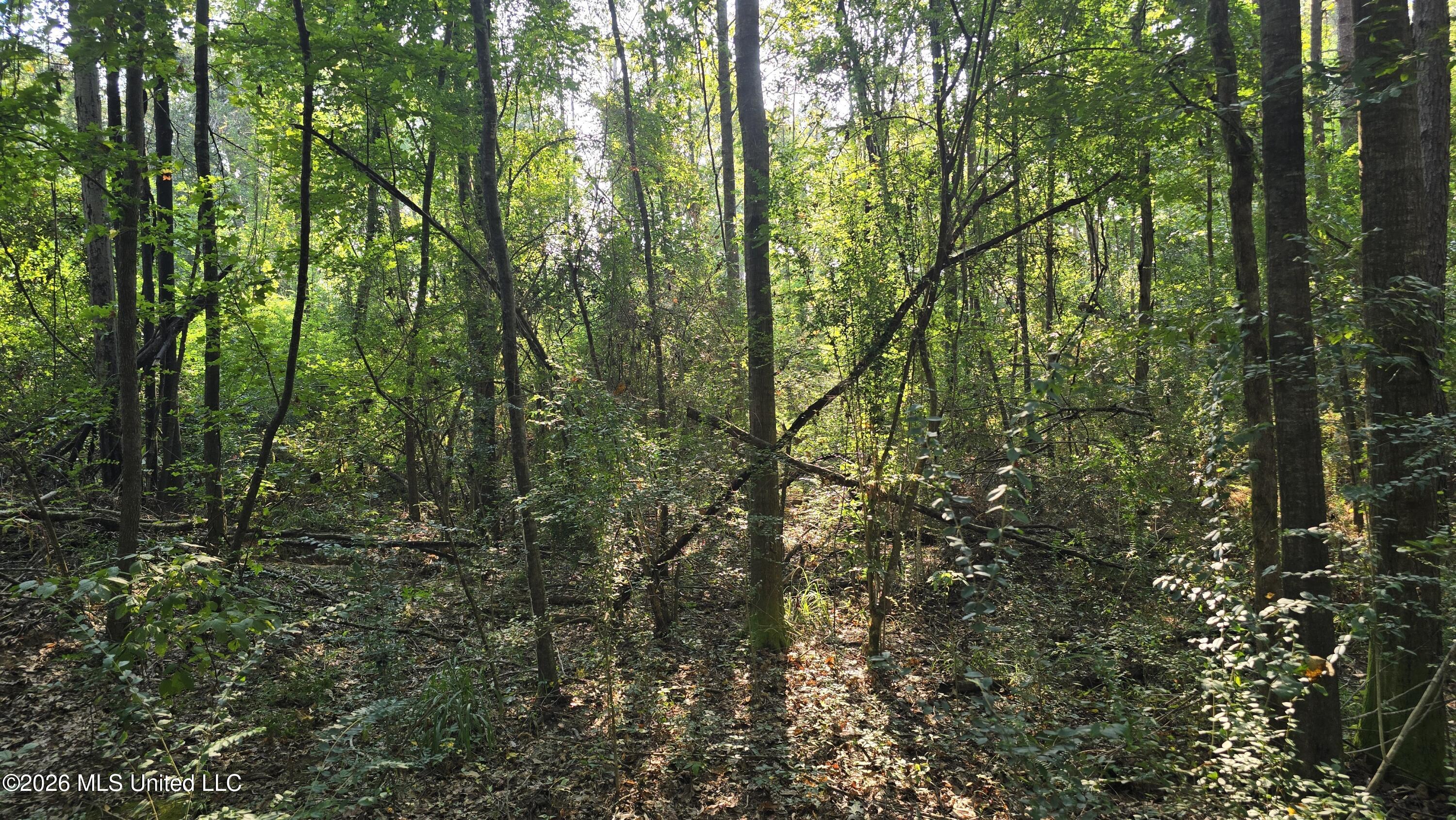 Carolina Street Property Photo 5