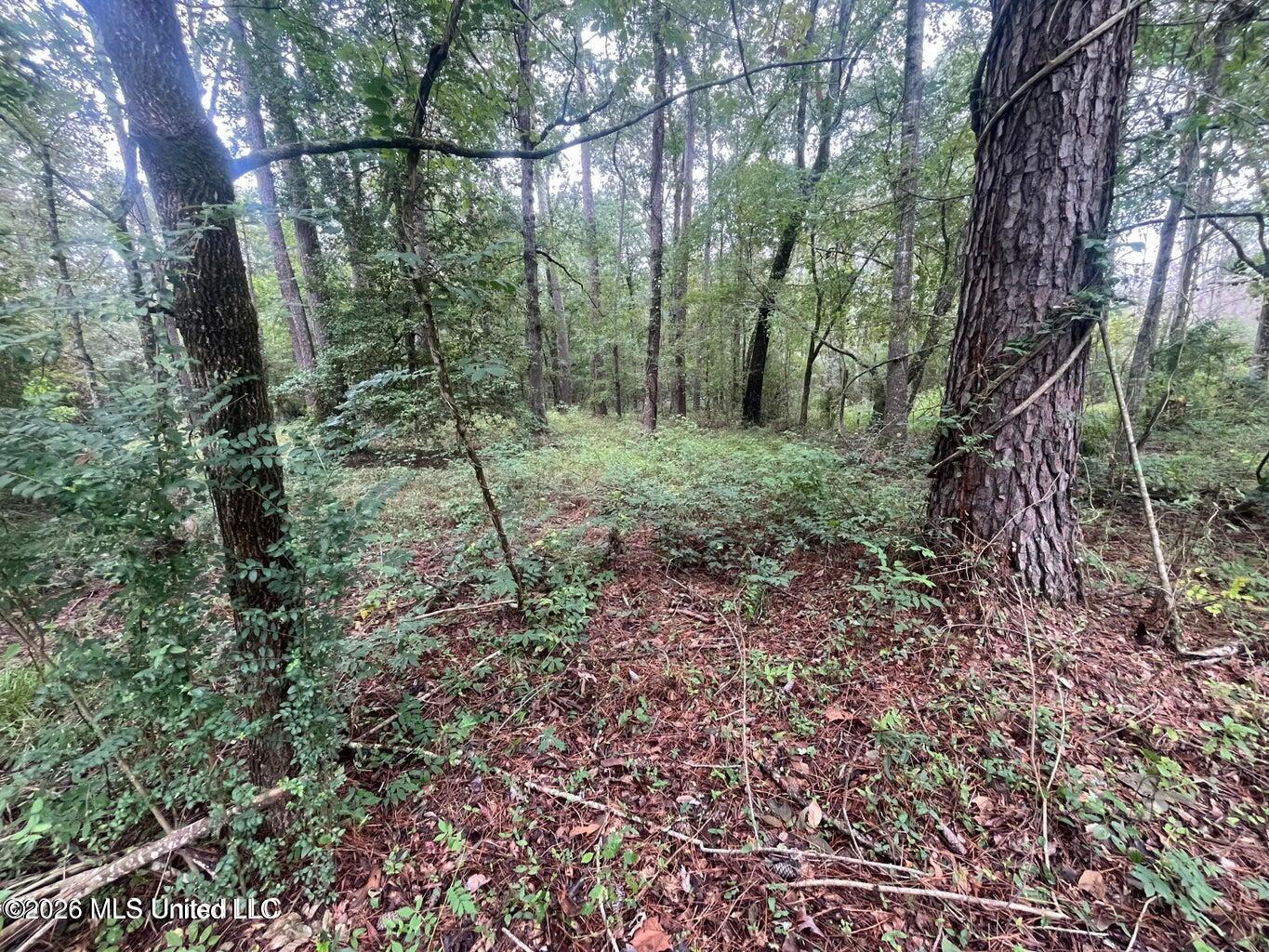 Mississippi 35 Property Photo 43