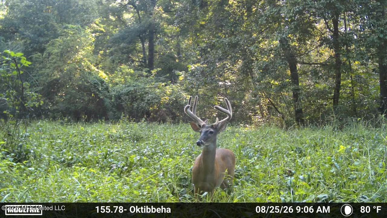 Mississippi 12 Property Photo 3