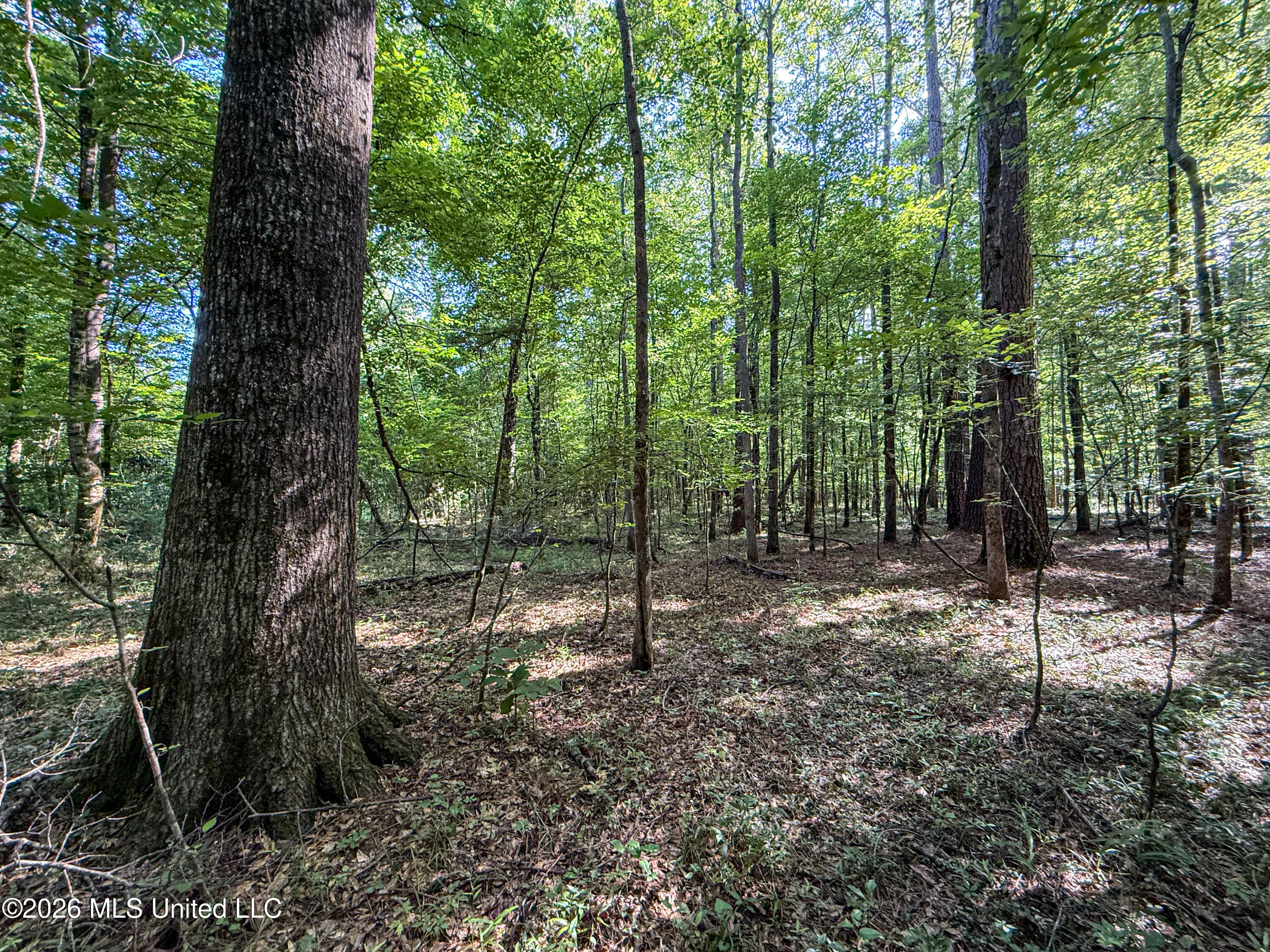 Mississippi 12 Property Photo 4