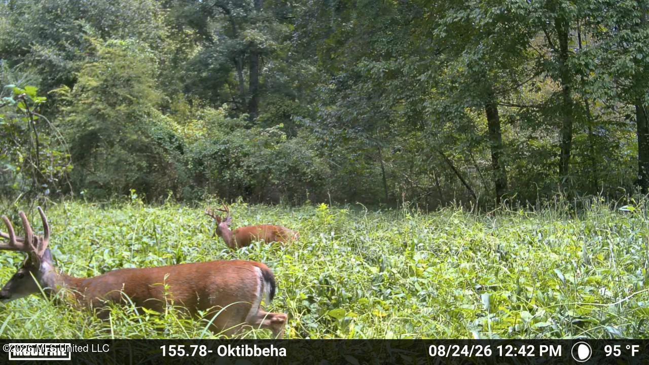 Mississippi 12 Property Photo 9