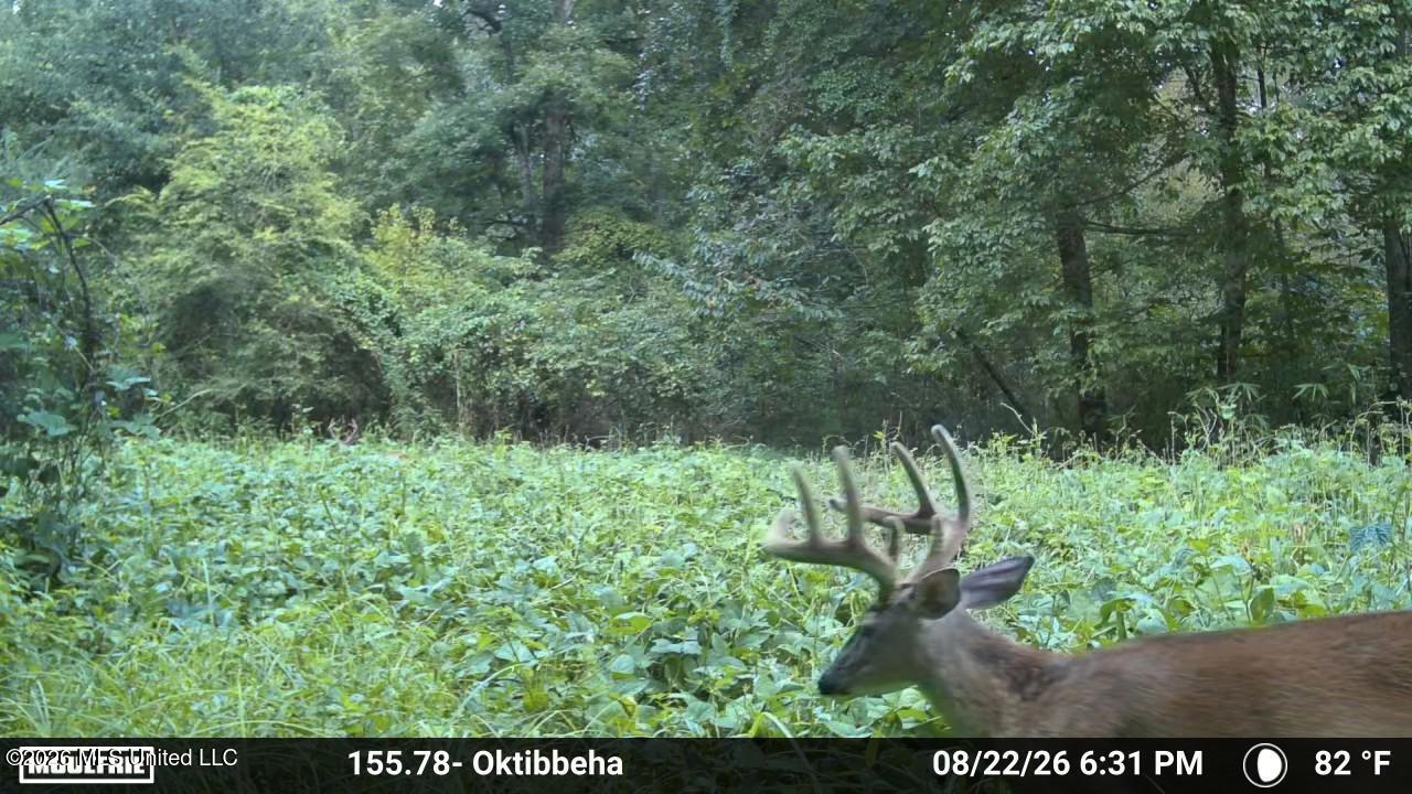 Mississippi 12 Property Photo 12