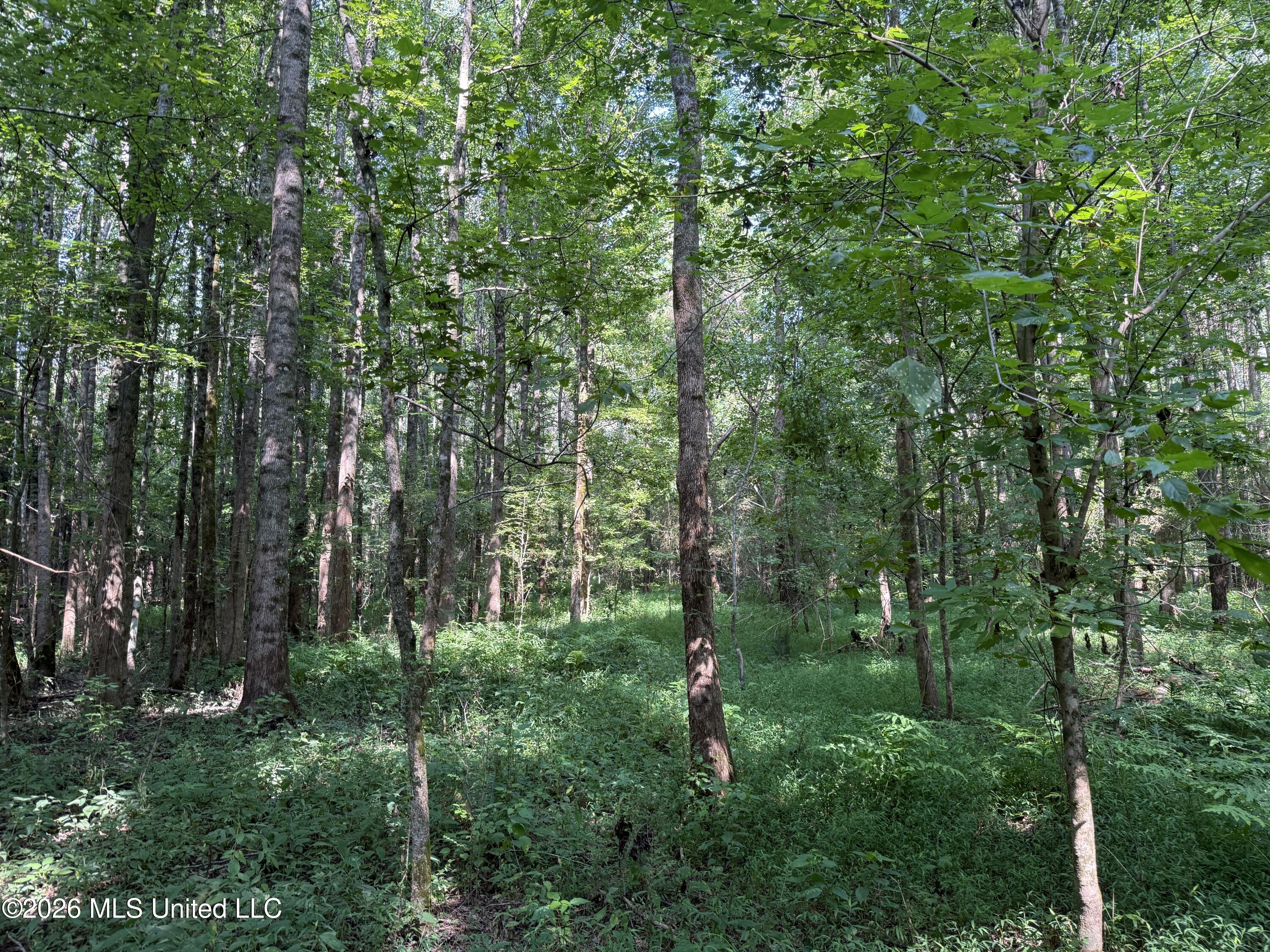 Monte Vista Road Property Photo 8