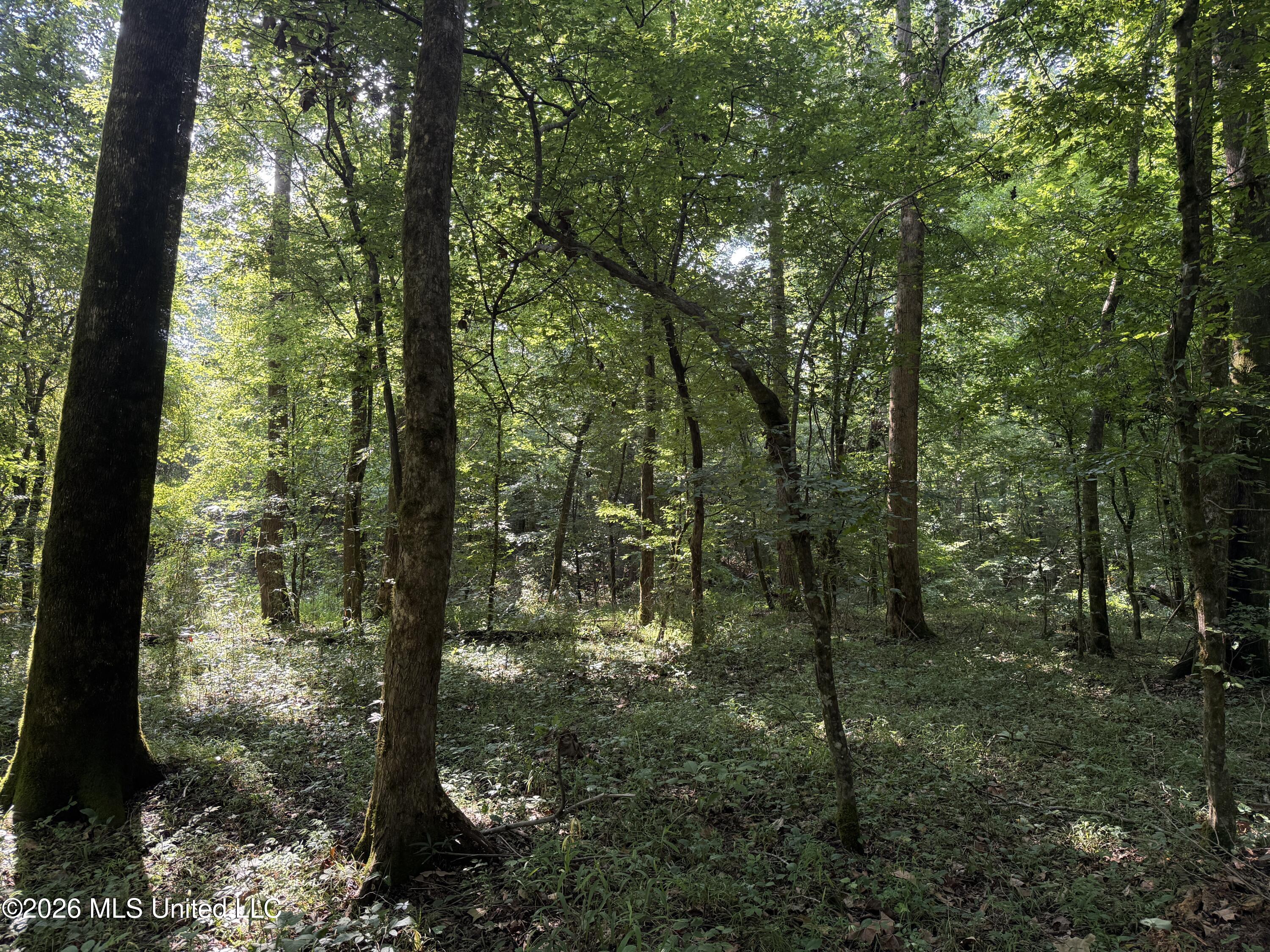 Monte Vista Road Property Photo 38