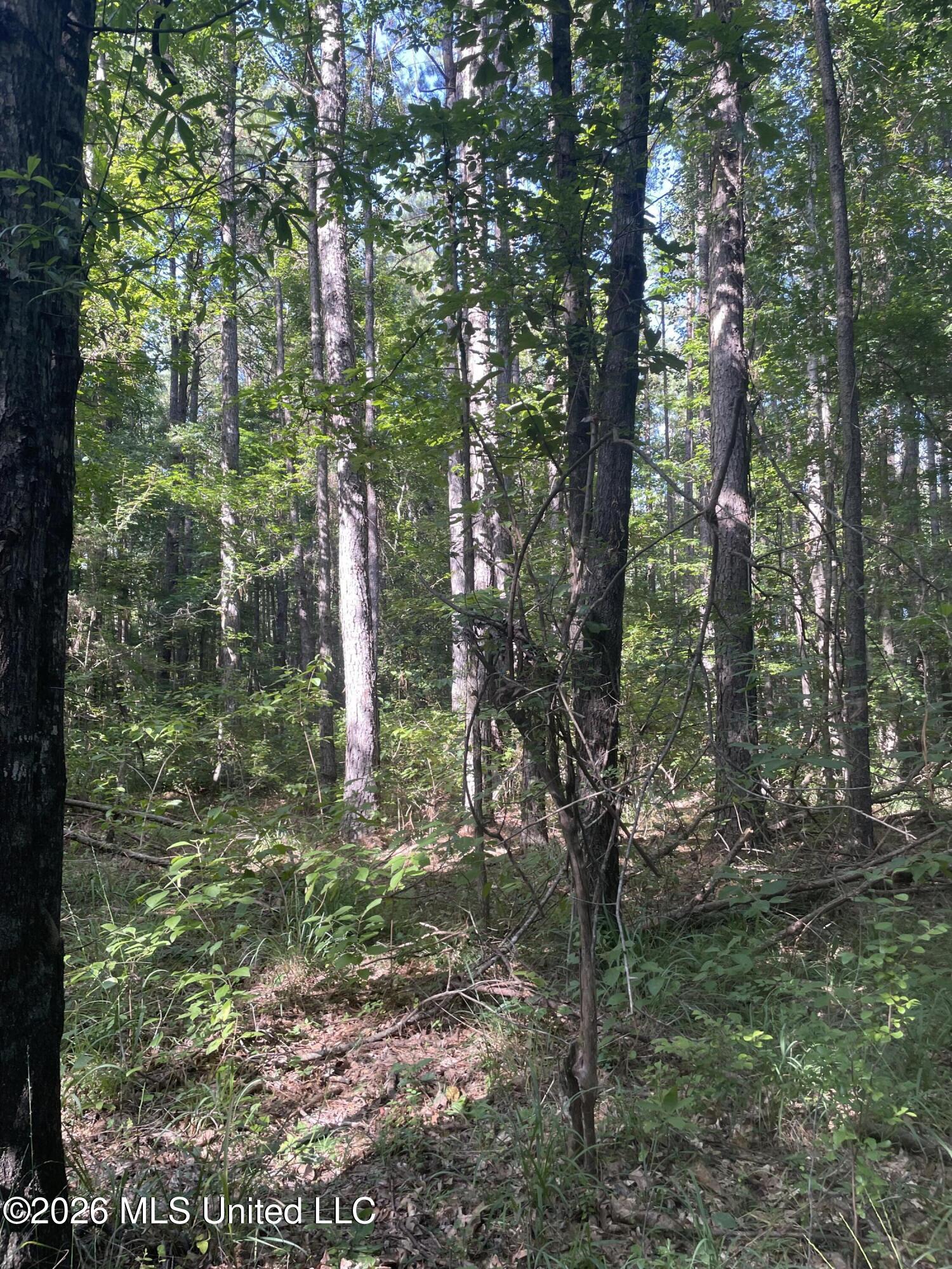 444 Jims Road Property Photo 15