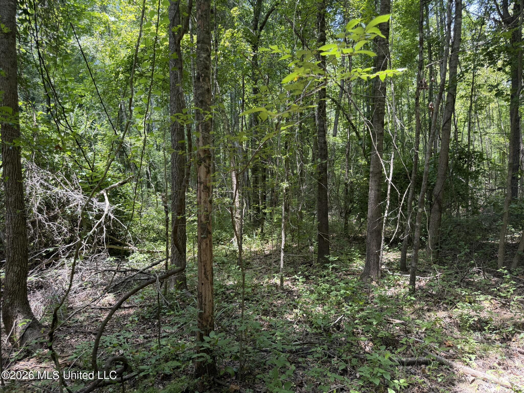 4267 Race Track Road Property Photo 3