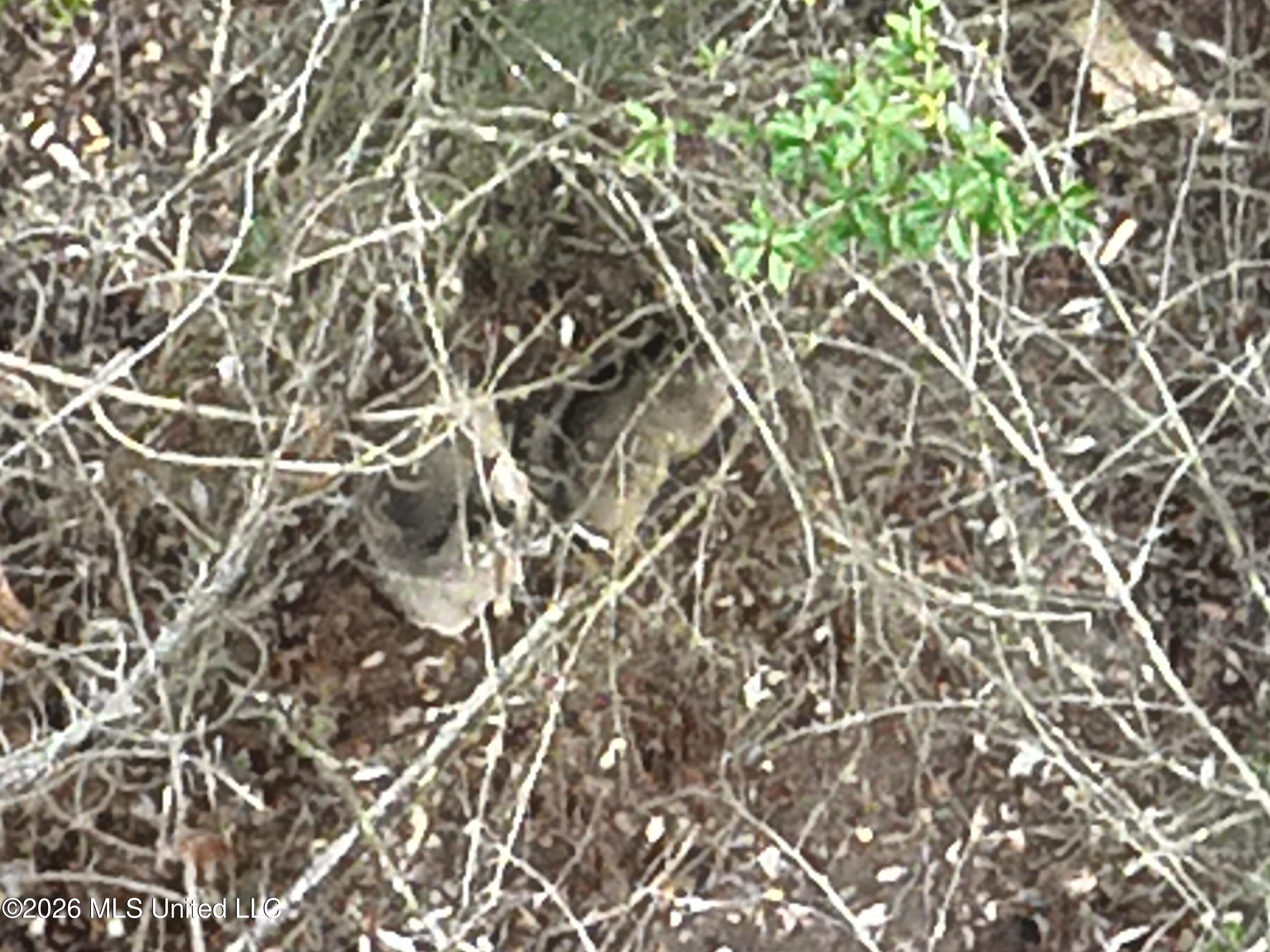 Oscar Bell Road Property Photo 6