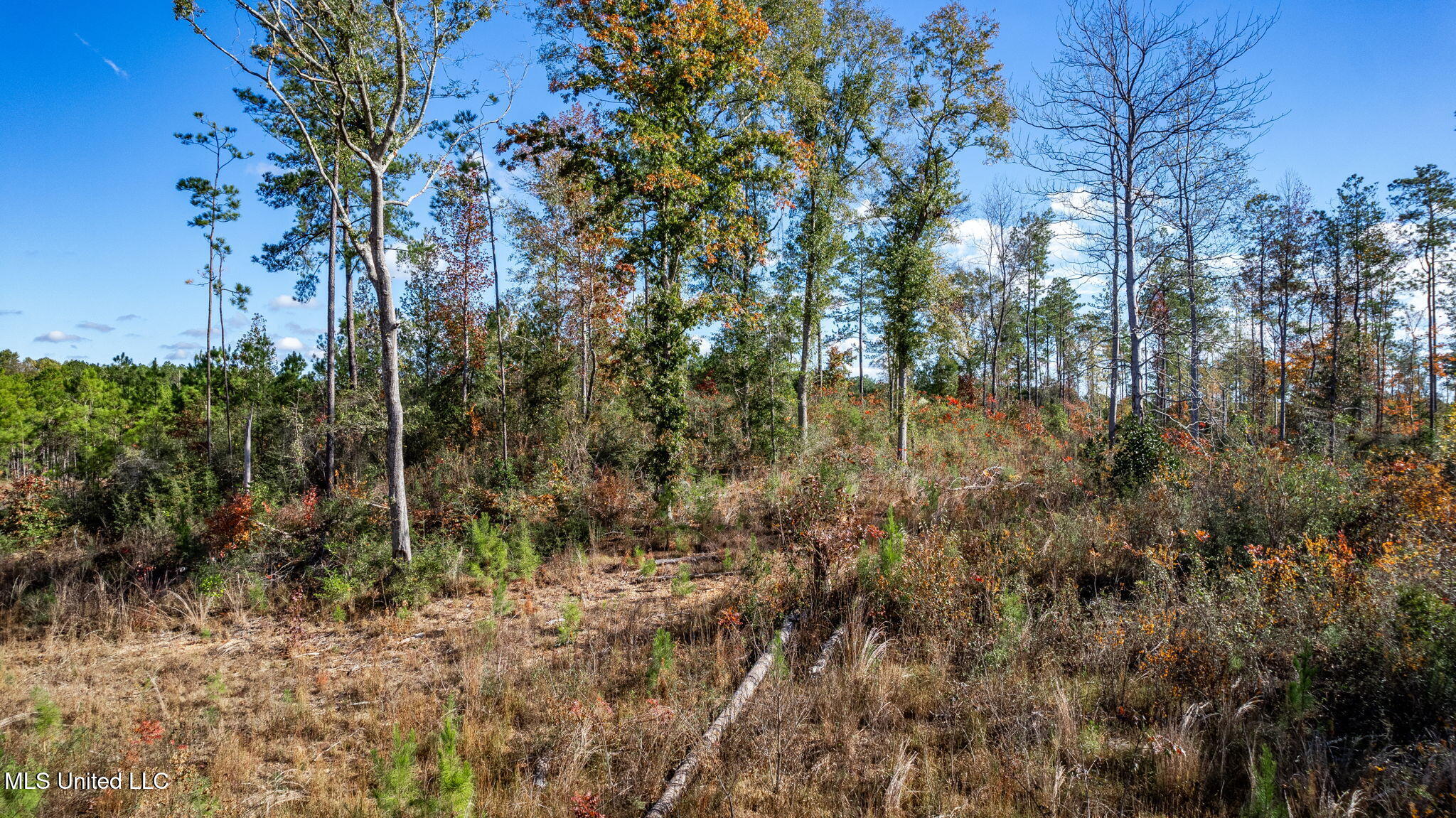 36.08 +/- Acres Placid Drive Property Photo 6