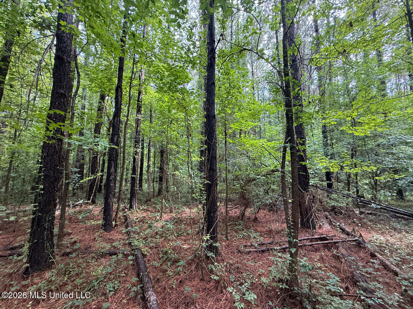 253 Red Dog Road Property Photo 4