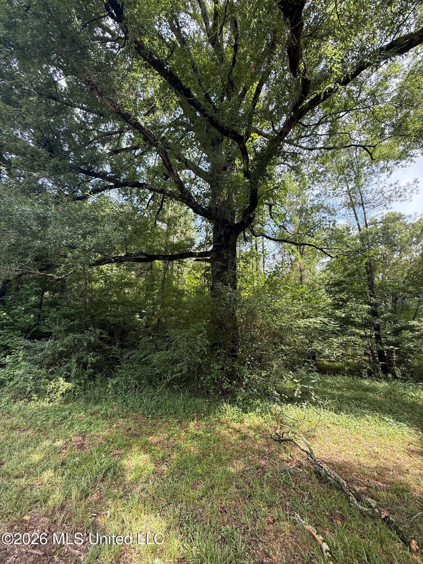 253 Red Dog Road Property Photo 8