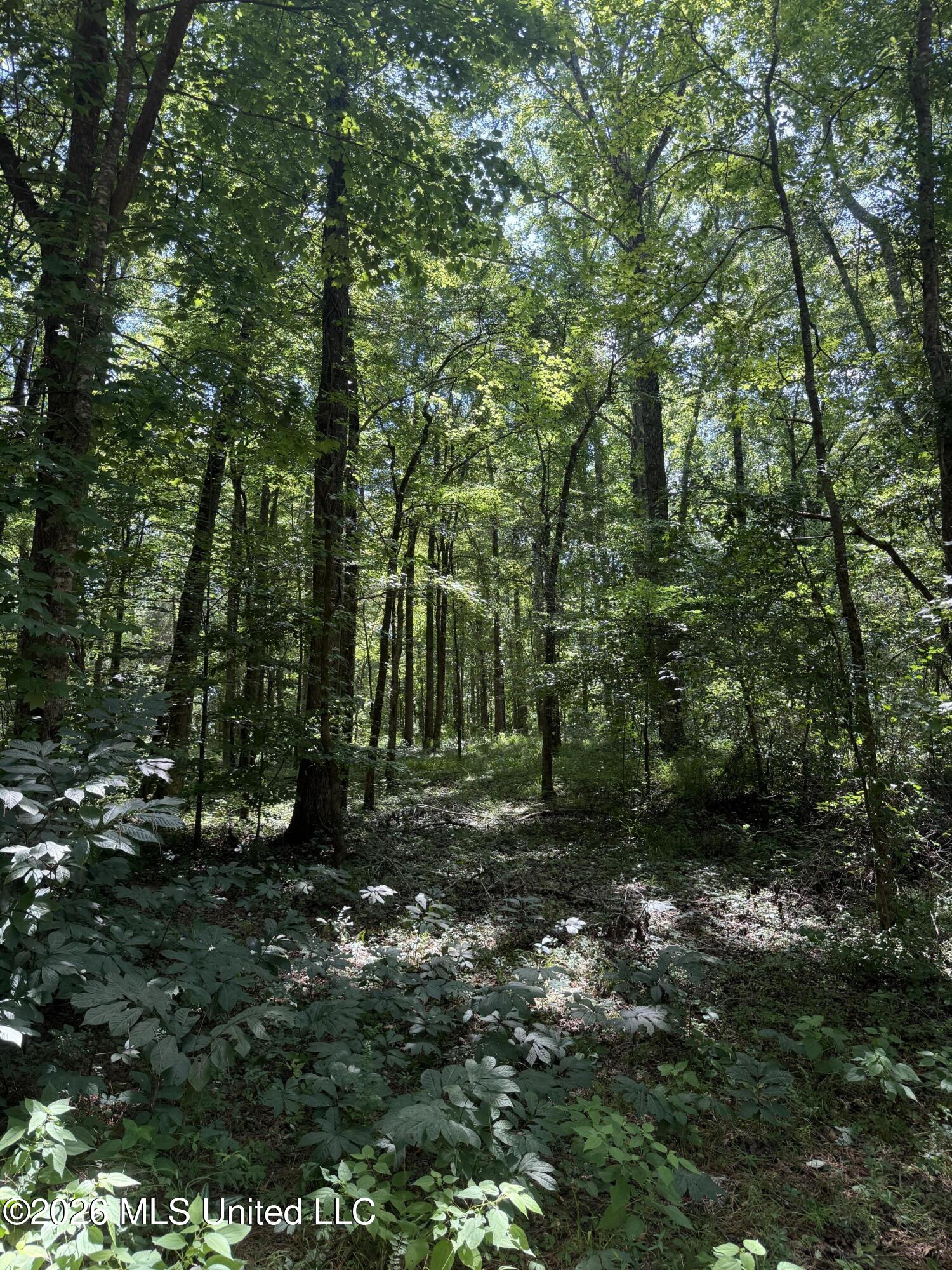 County Road 2251 Property Photo 6