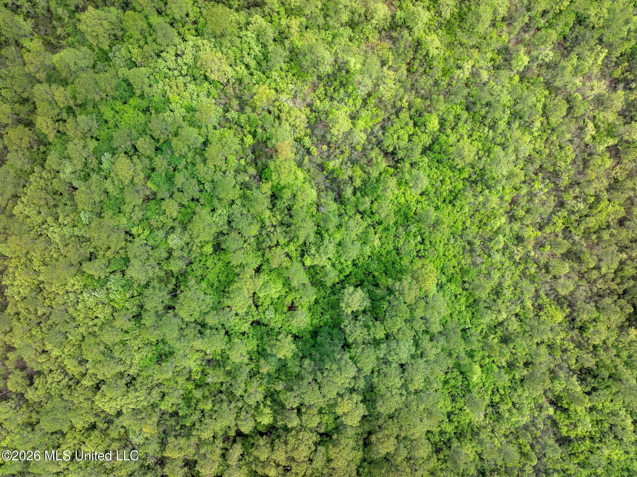 68 Acres Blue Wood Drive Property Photo 13