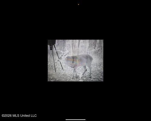 Cayce Road Property Photo 2