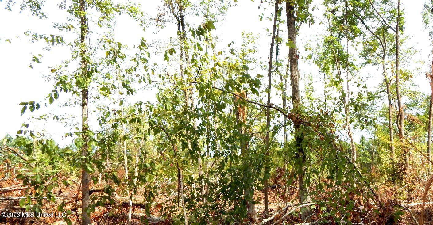 590 County Road 247 Property Photo 17