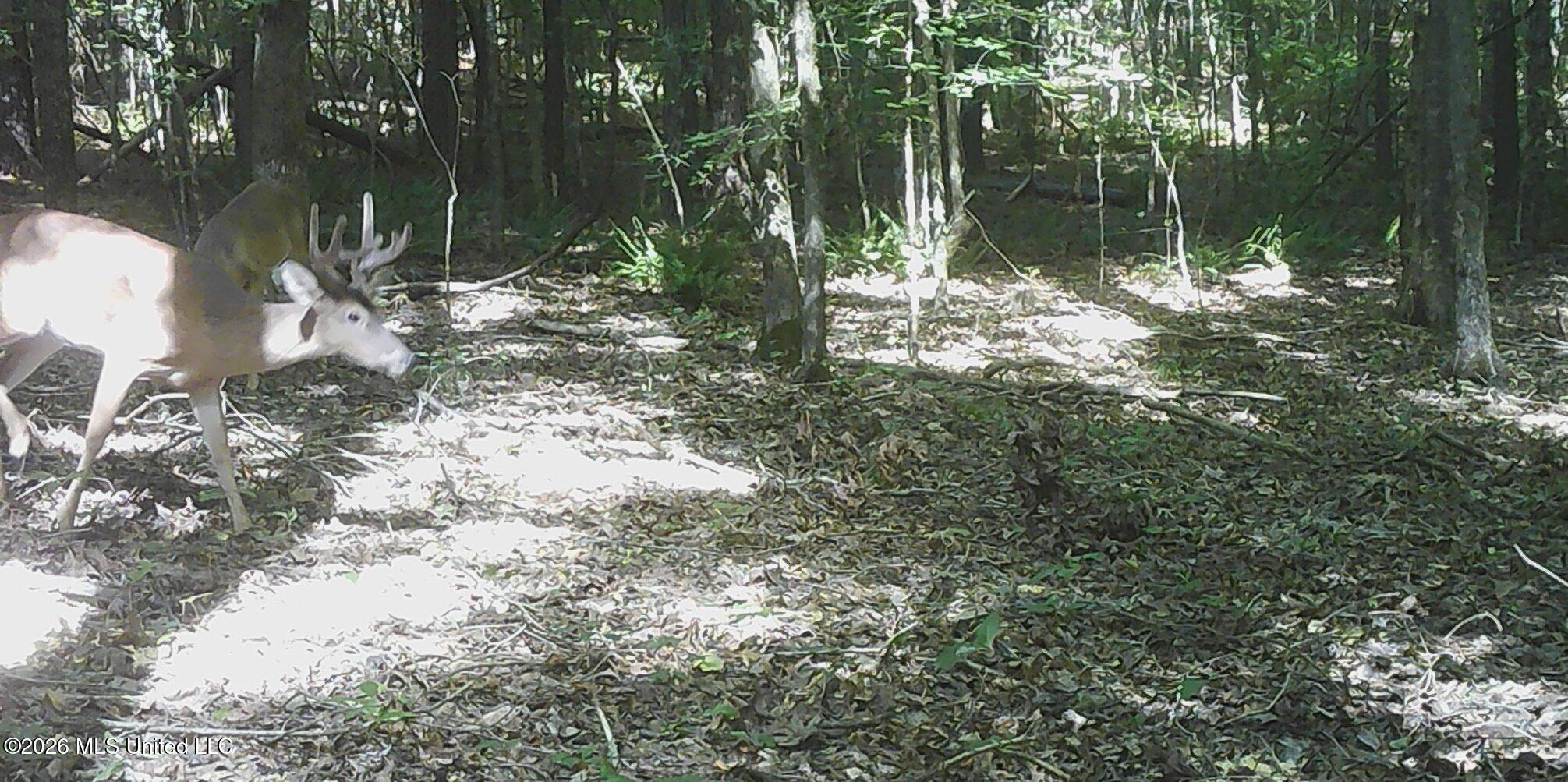 590 County Road 247 Property Photo 34