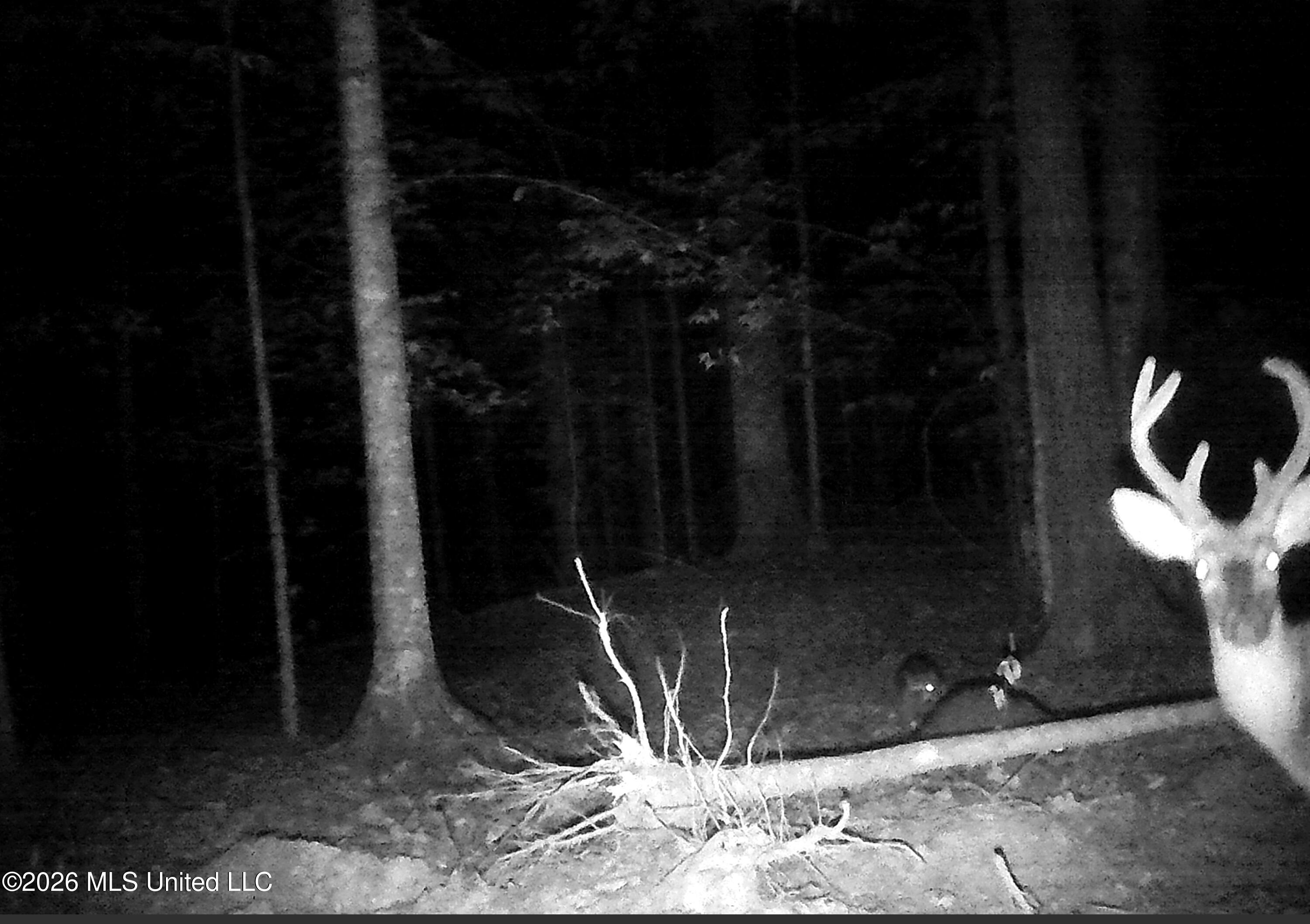 590 County Road 247 Property Photo 38