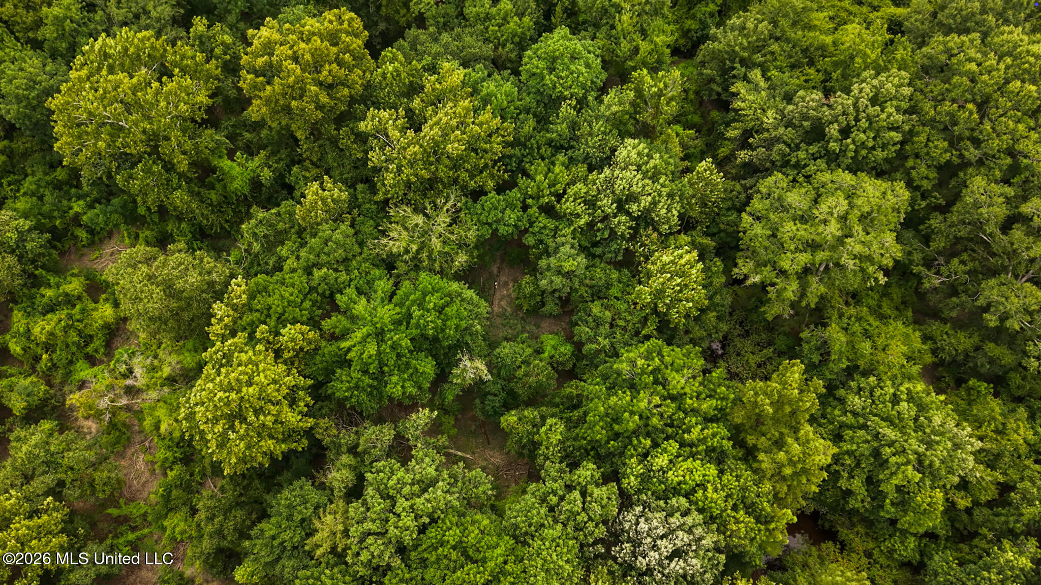 24.92 Acres - Pearl River Property Photo 3