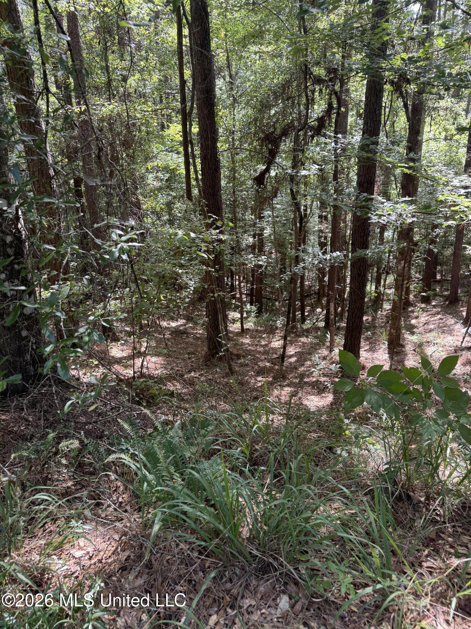 Vine Hollow Property Photo 6
