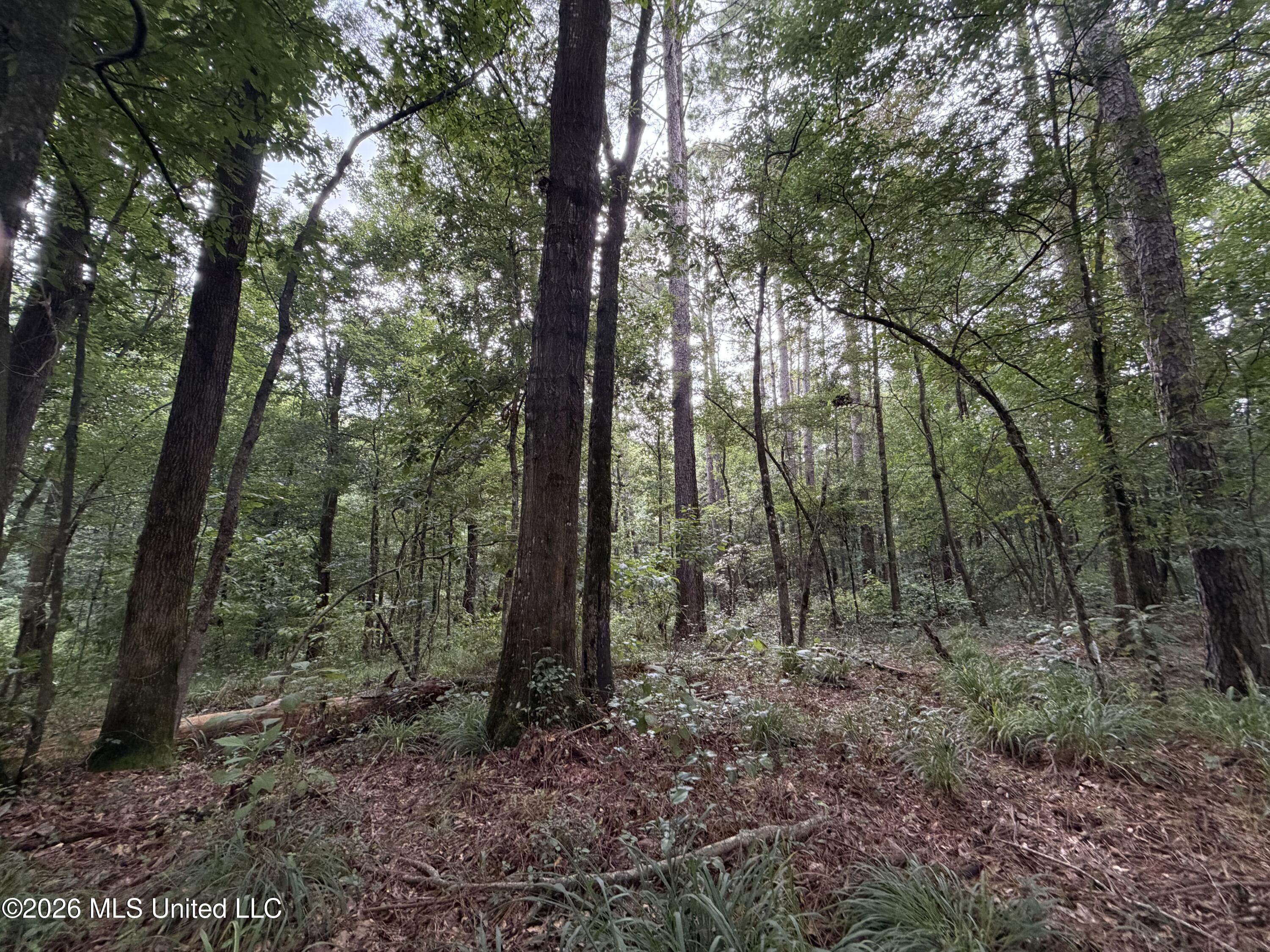 Shiloh Road Property Photo 4