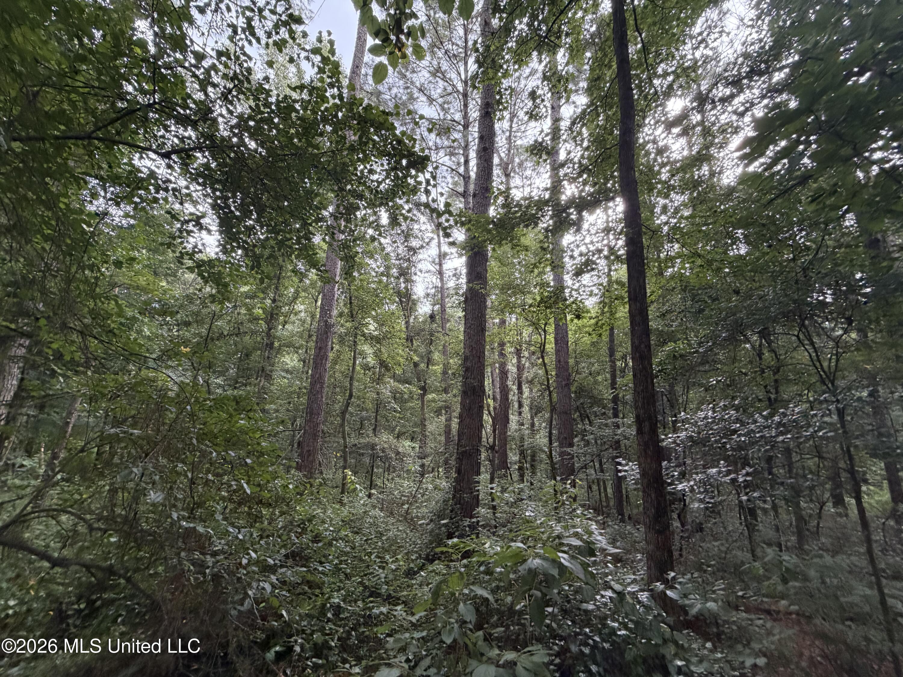Shiloh Road Property Photo 6