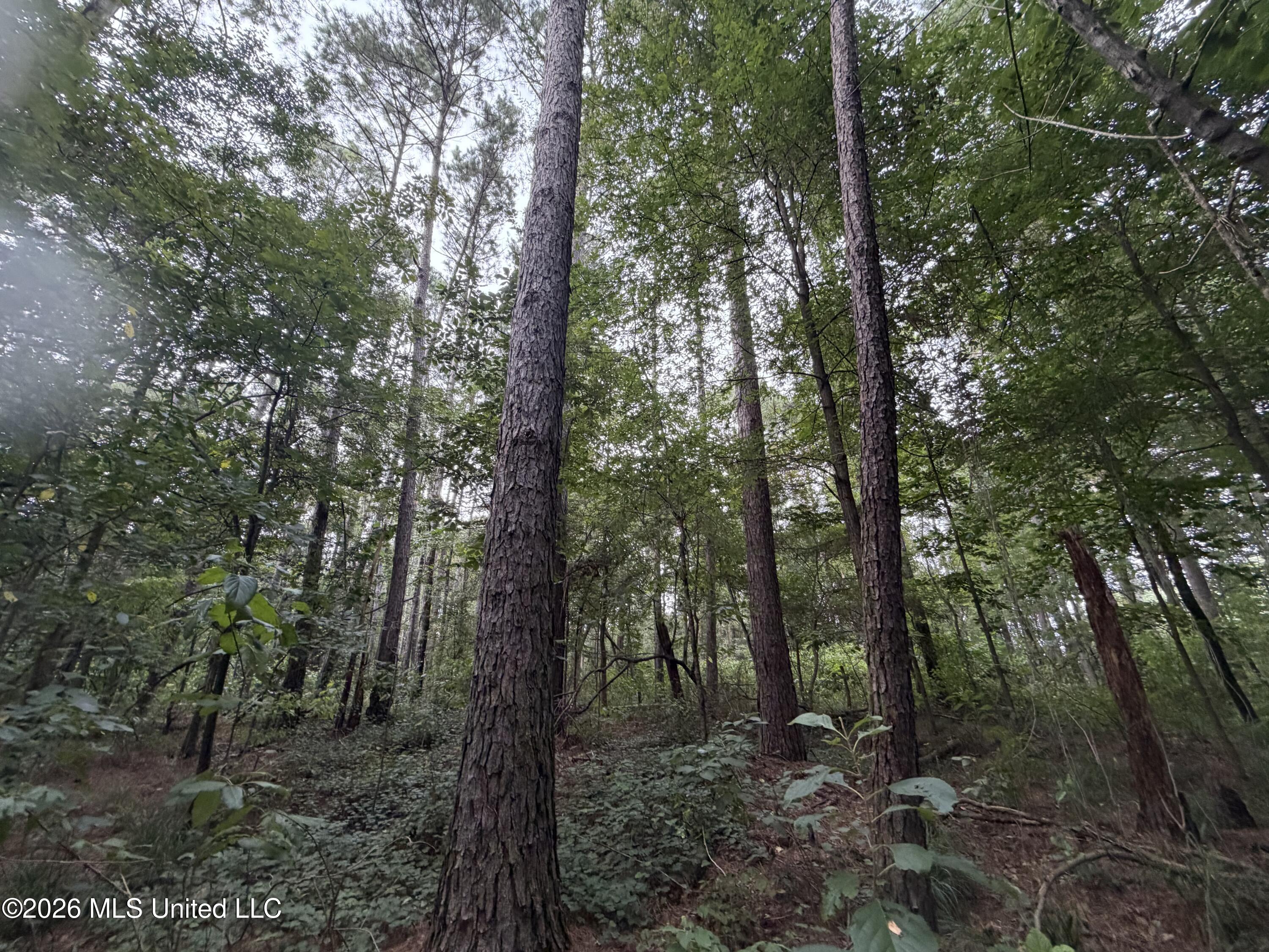 Shiloh Road Property Photo 7